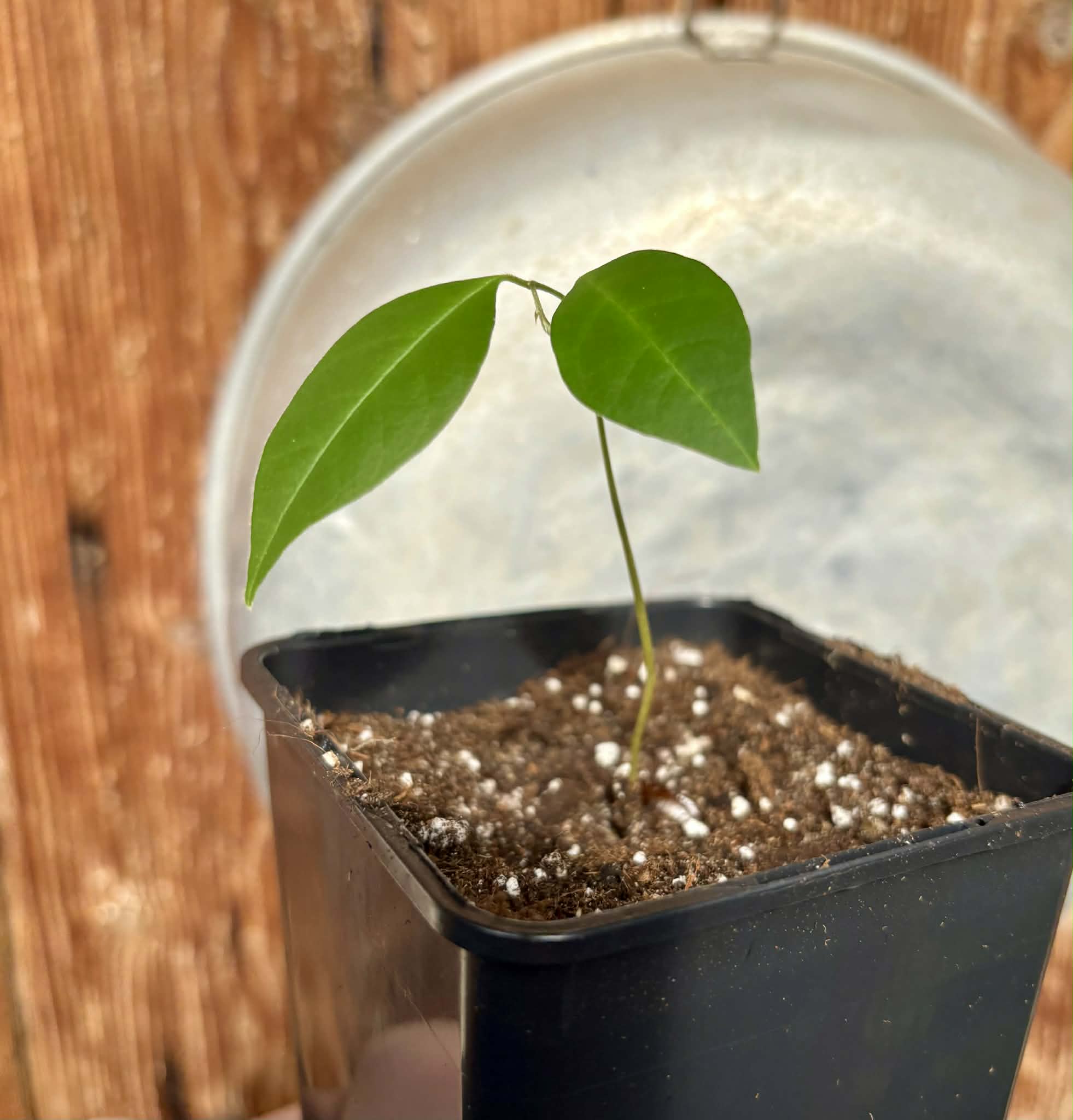 Duguetia cf quitarensis - 1 potted seedling / 1 getopfter Sämling