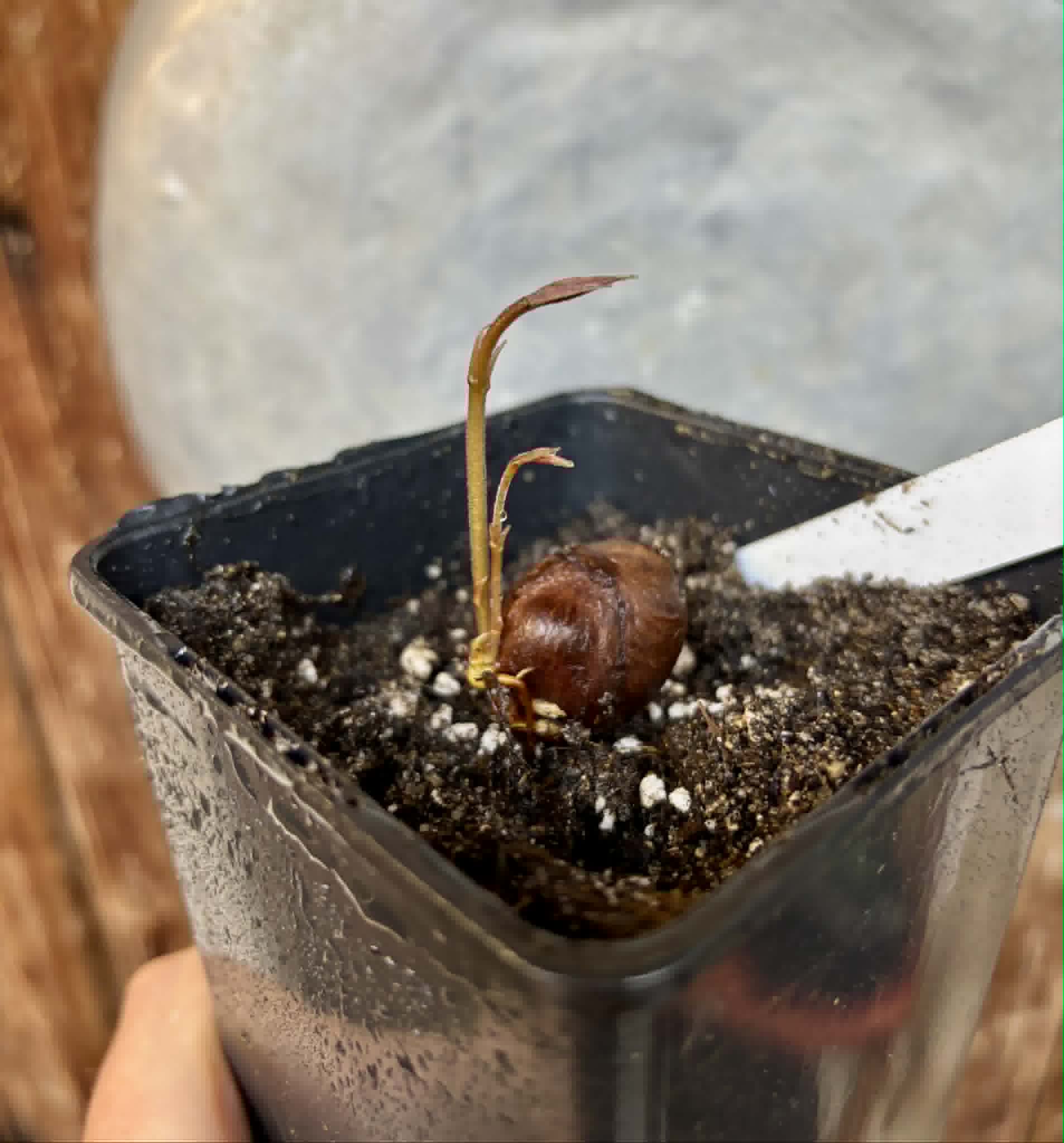 only 1 available - Campuca Imperial (Plinia edulis - Imperial) - 1 potted seedling / 1 getopfter Sämling