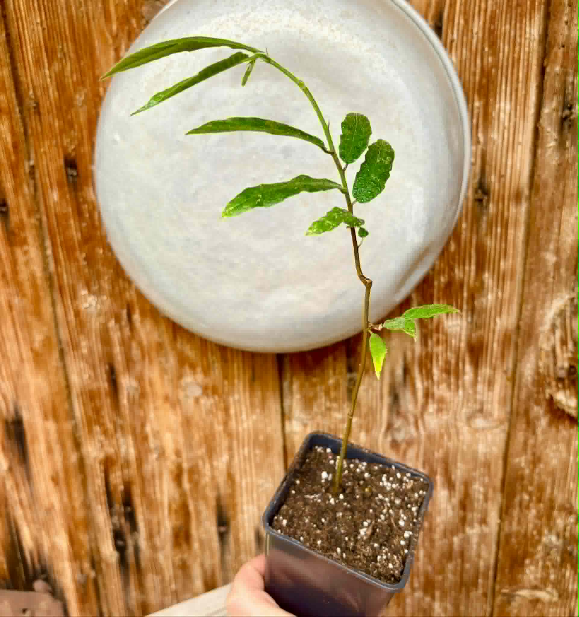 Pseudoxandra bahiensis - 1 potted plant / 1 getopfte Pflanze