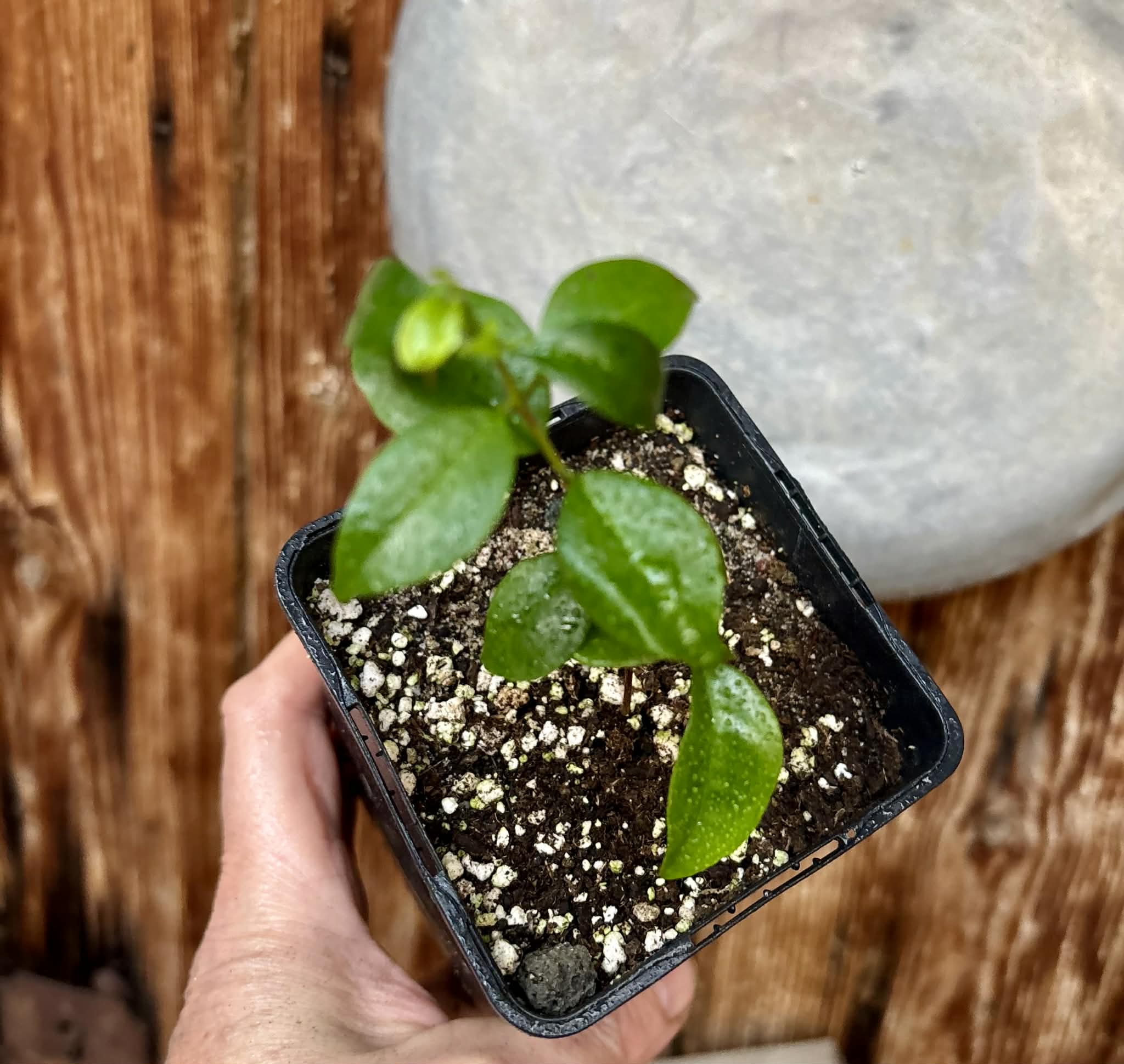 Eugenia zuccarini - 1 potted seedling / 1 getopfter Sämling