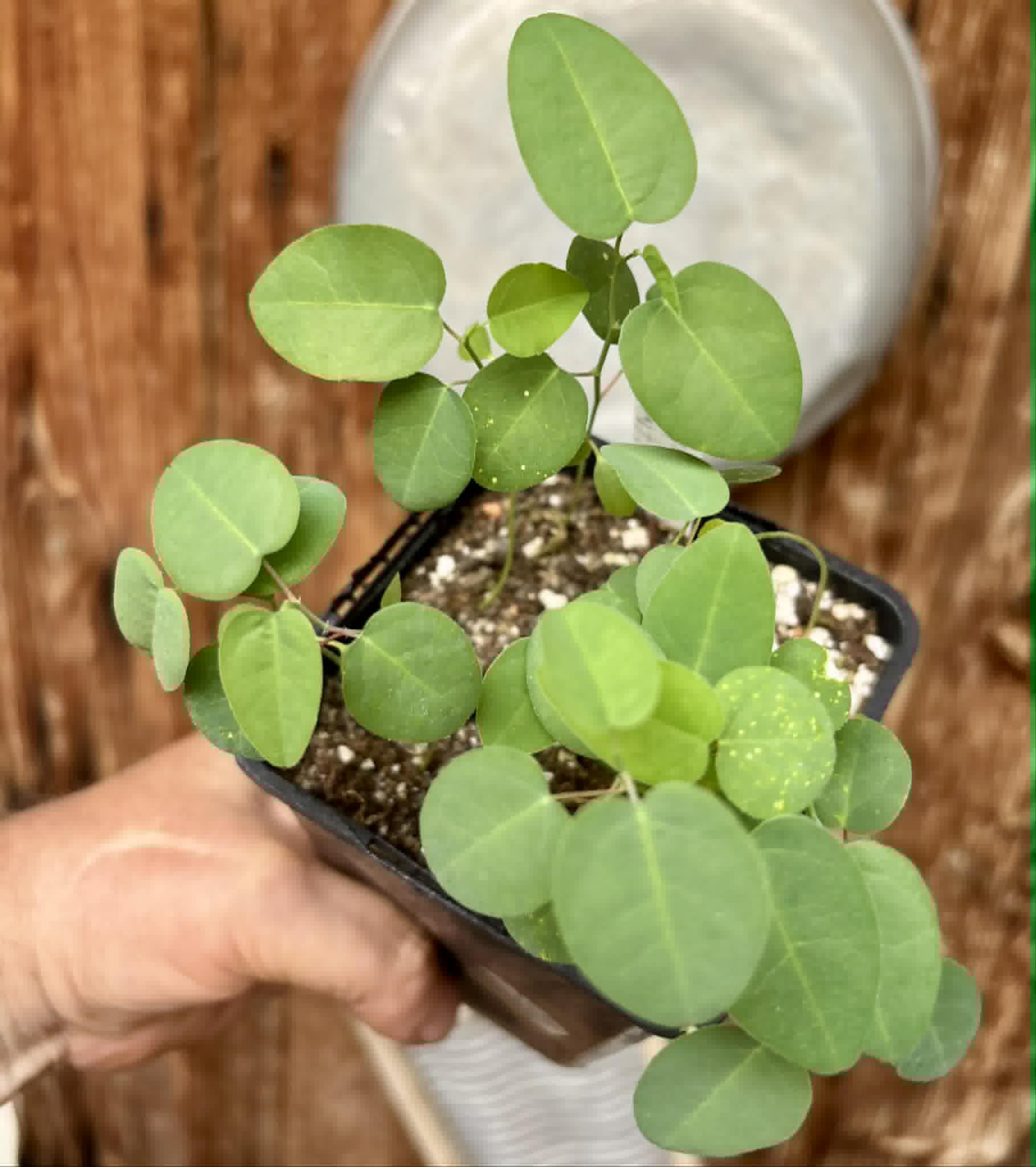 11 in 1 pot - Passiflora silvestris - 11 seedlings in one pot / 11 Sämlinge in einem Topf