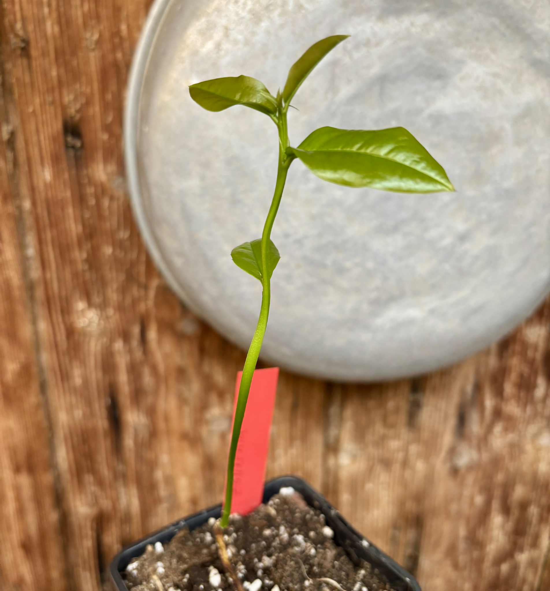 Zollernia ilicifolia - 1 potted seedling / 1 getopfter Sämling
