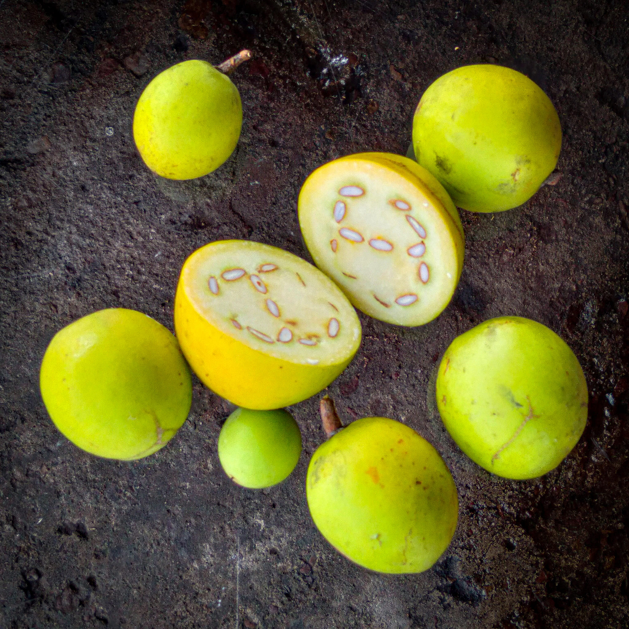Mangaba (Hancornia speciosa) - 1 fresh seed / 1 frischer Samen
