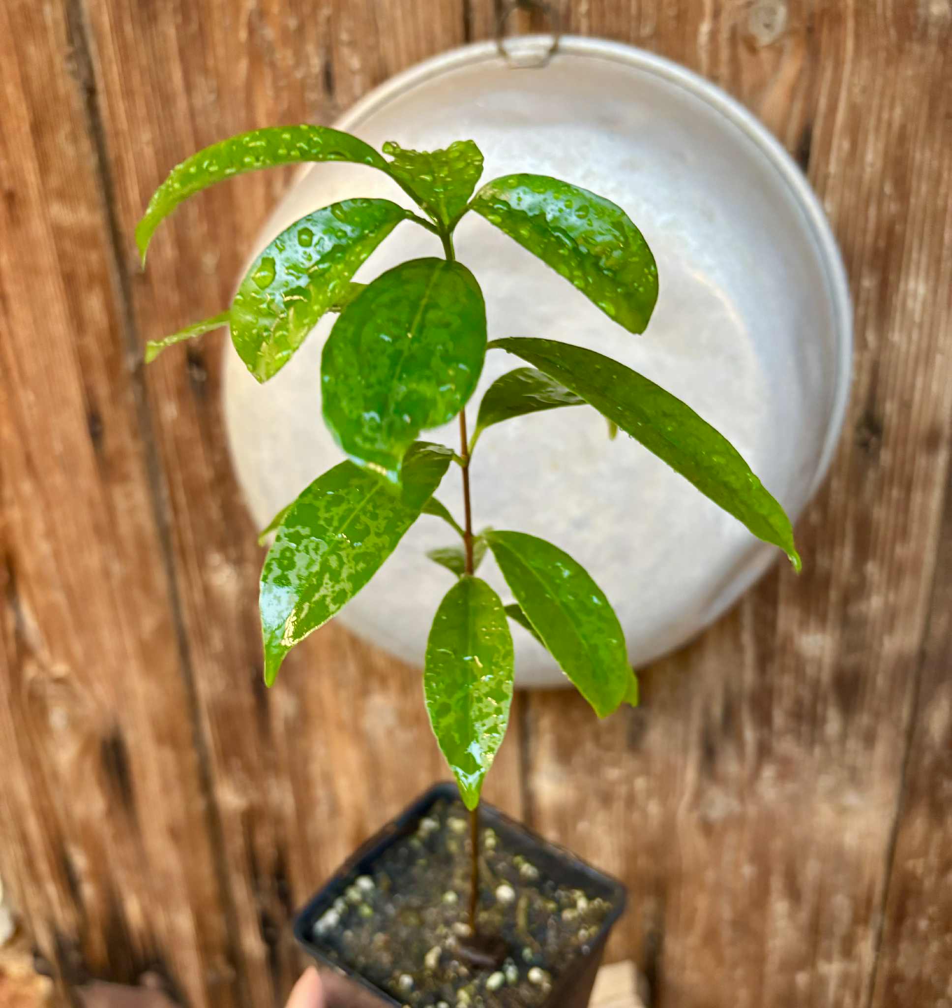 Ultra rare - Barapiroca Acu (Calycolpus legrandii) - 1 potted plant / 1 getopfte Pflanze Ultra rare - Barapiroca Acu (Calycolpus legrandii) - 1 potted plant / 1 getopfte Pflanze