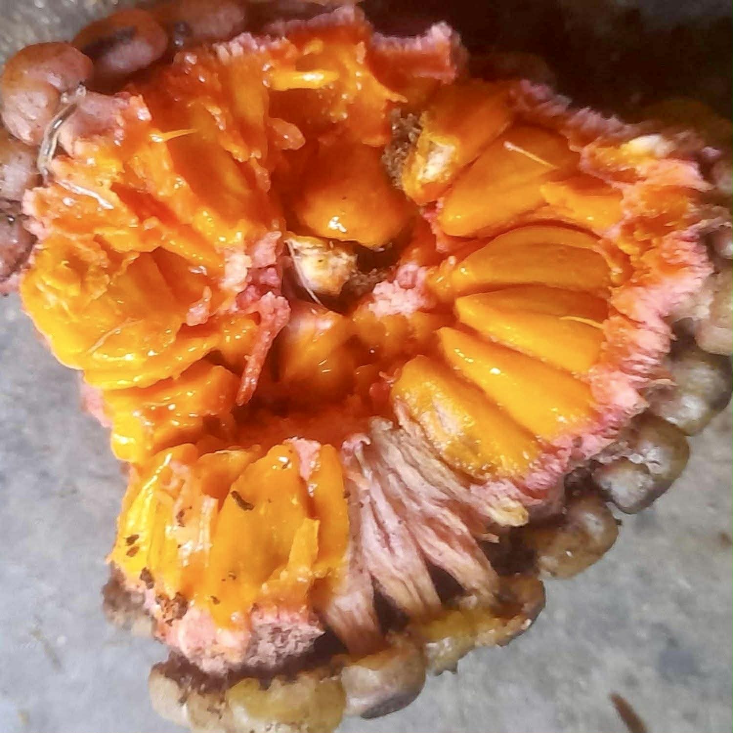 Yara Yara (Duguetia lepidota)  - 1 fresh seed / 1 frischer Samen