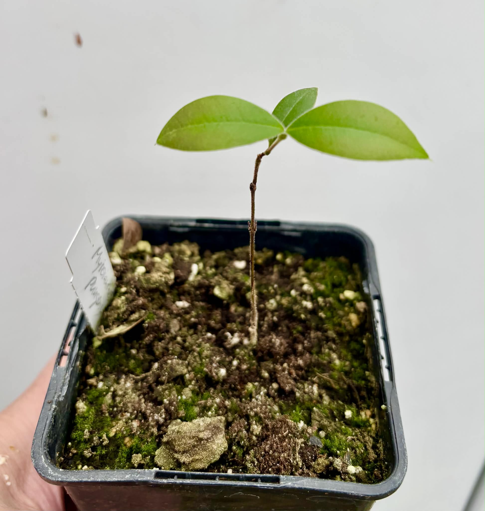 Myrcianthes pungens - Guabiju - 1 potted plant / 1 getopfte Pflanze