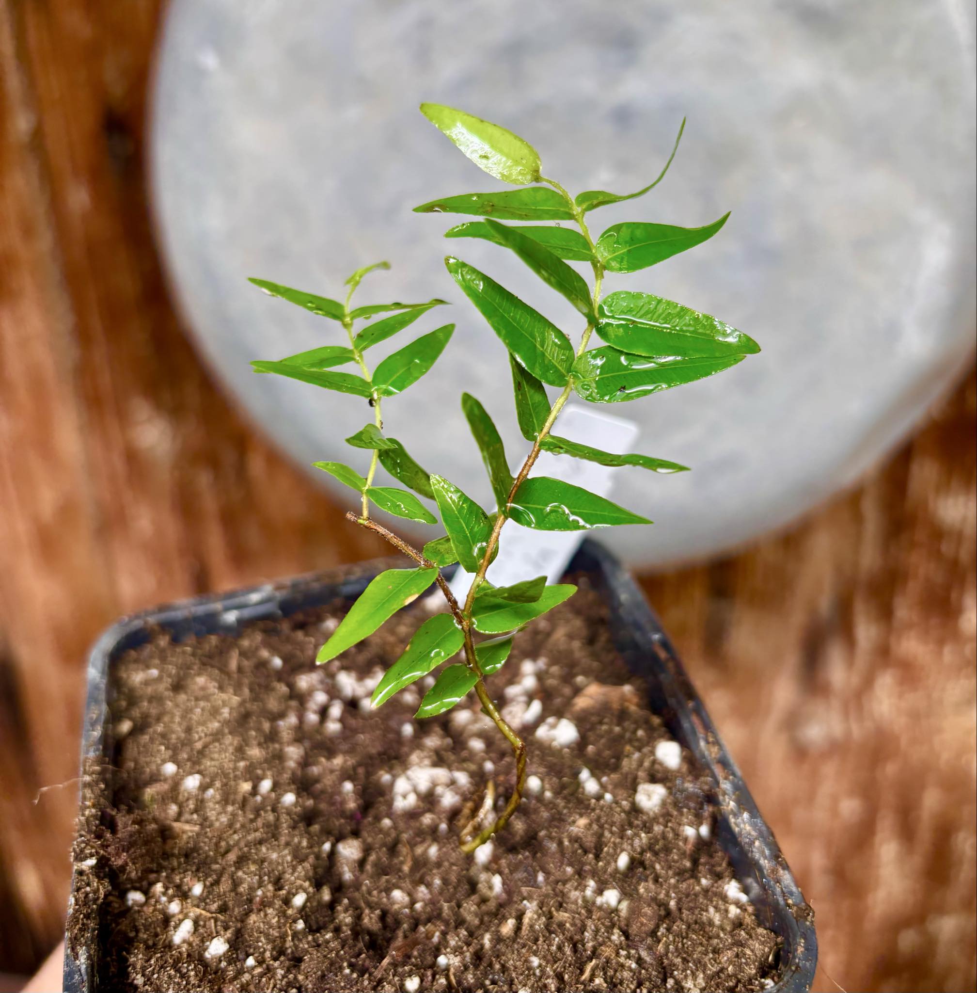 Myrciaria cuspidata BLACK - 1 potted seedling / 1 getopfter Sämling Myrciaria cuspidata BLACK - 1 potted seedling / 1 getopfter Sämling