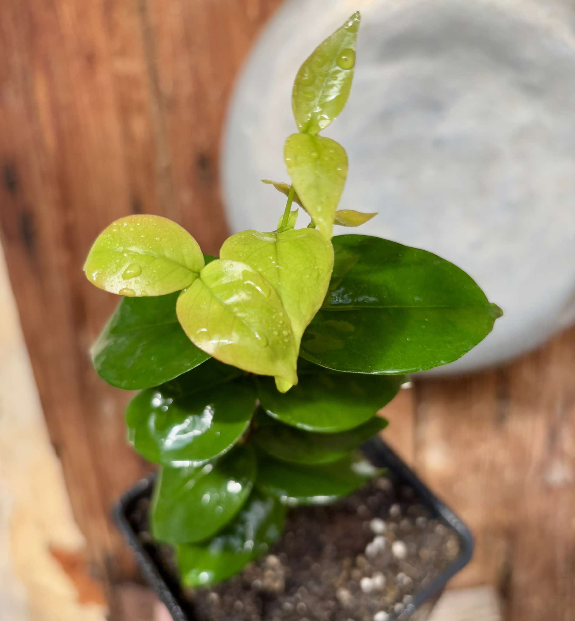 Eugenia sp Laranja Serralandia - 1 potted plant / 1 getopfte Pflanze