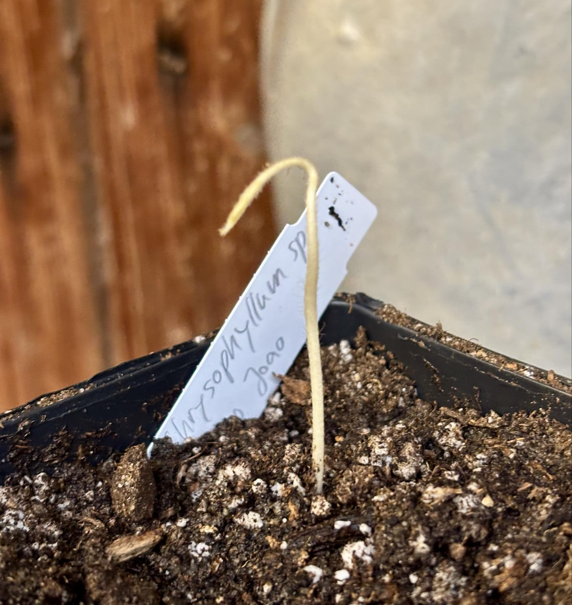 Goiapeba - Chrysophyllum sp Sao Joao - 1 potted seedling / 1 getopfter Sämling