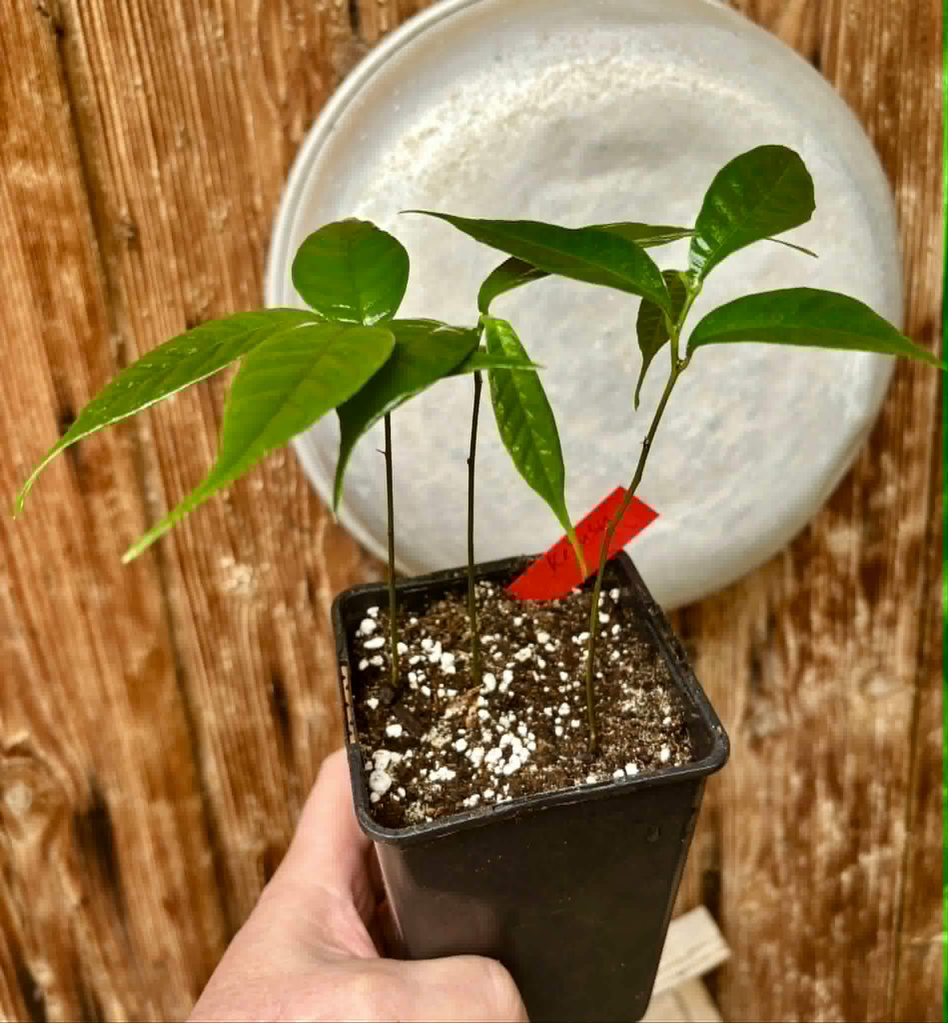 3 in 1 pot - Kesusu (Prainea limpato) - 3 potted seedlings in one pot / 3 getopfte Sämlinge in einem Topf