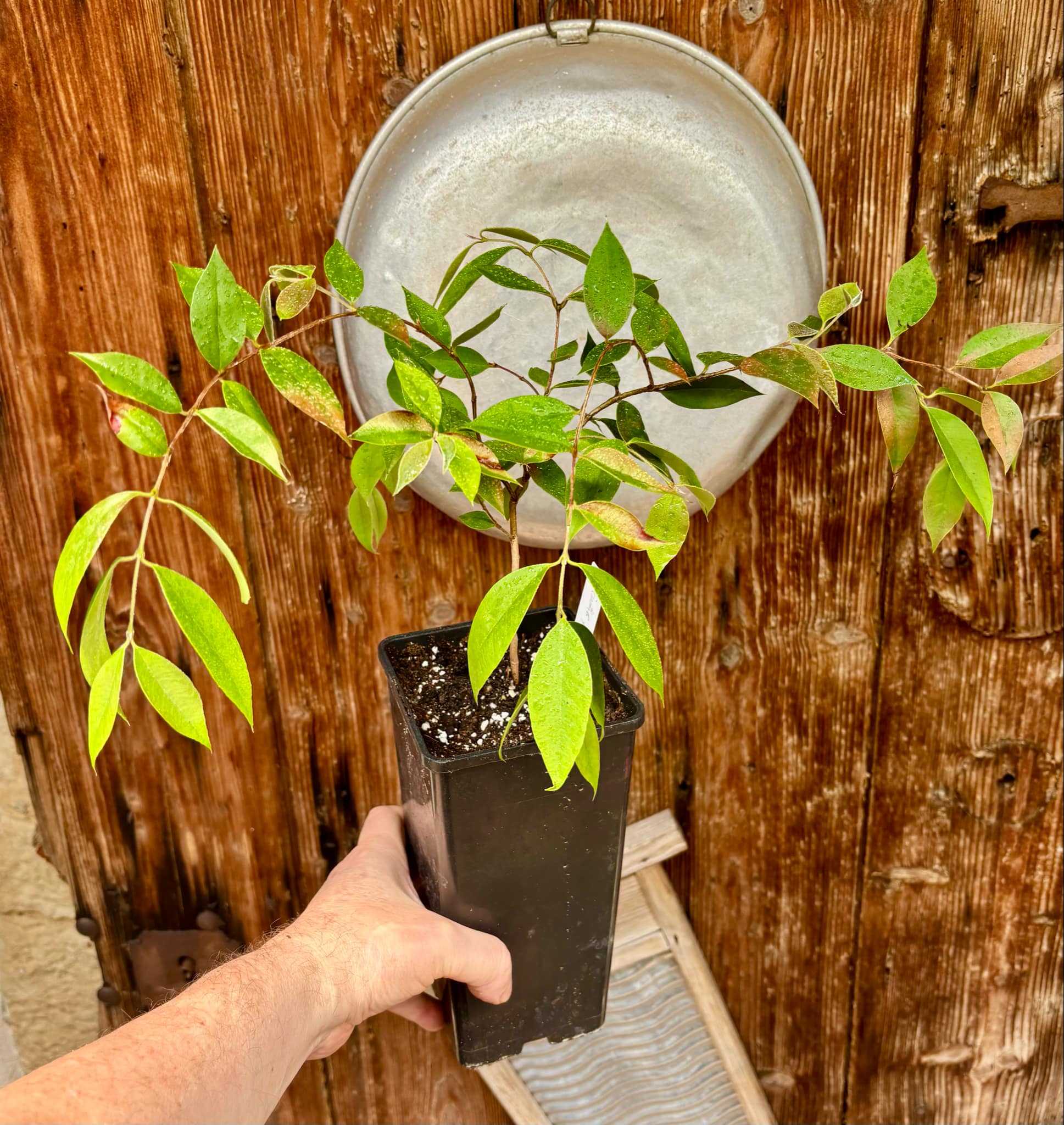 four years old - Myrcianthes pungens - Guabiju - 1 potted plant / 1 getopfte Pflanze four years old - Myrcianthes pungens - Guabiju - 1 potted plant / 1 getopfte Pflanze