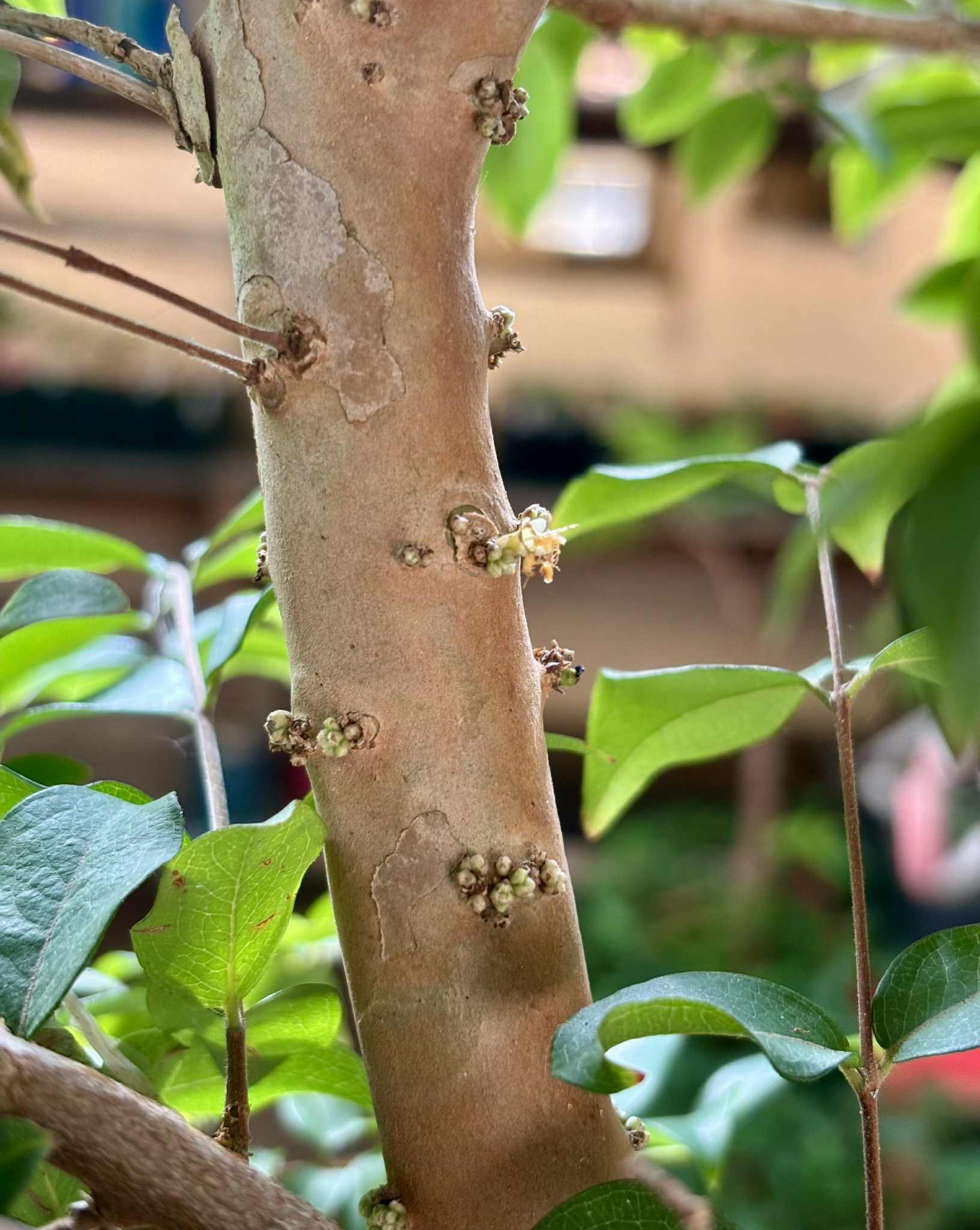 10 years old with flowers - Red Jaboticaba (Plinia cauliflora x P. aureana) - 1 potted plant / 1 getopfte Pflanze