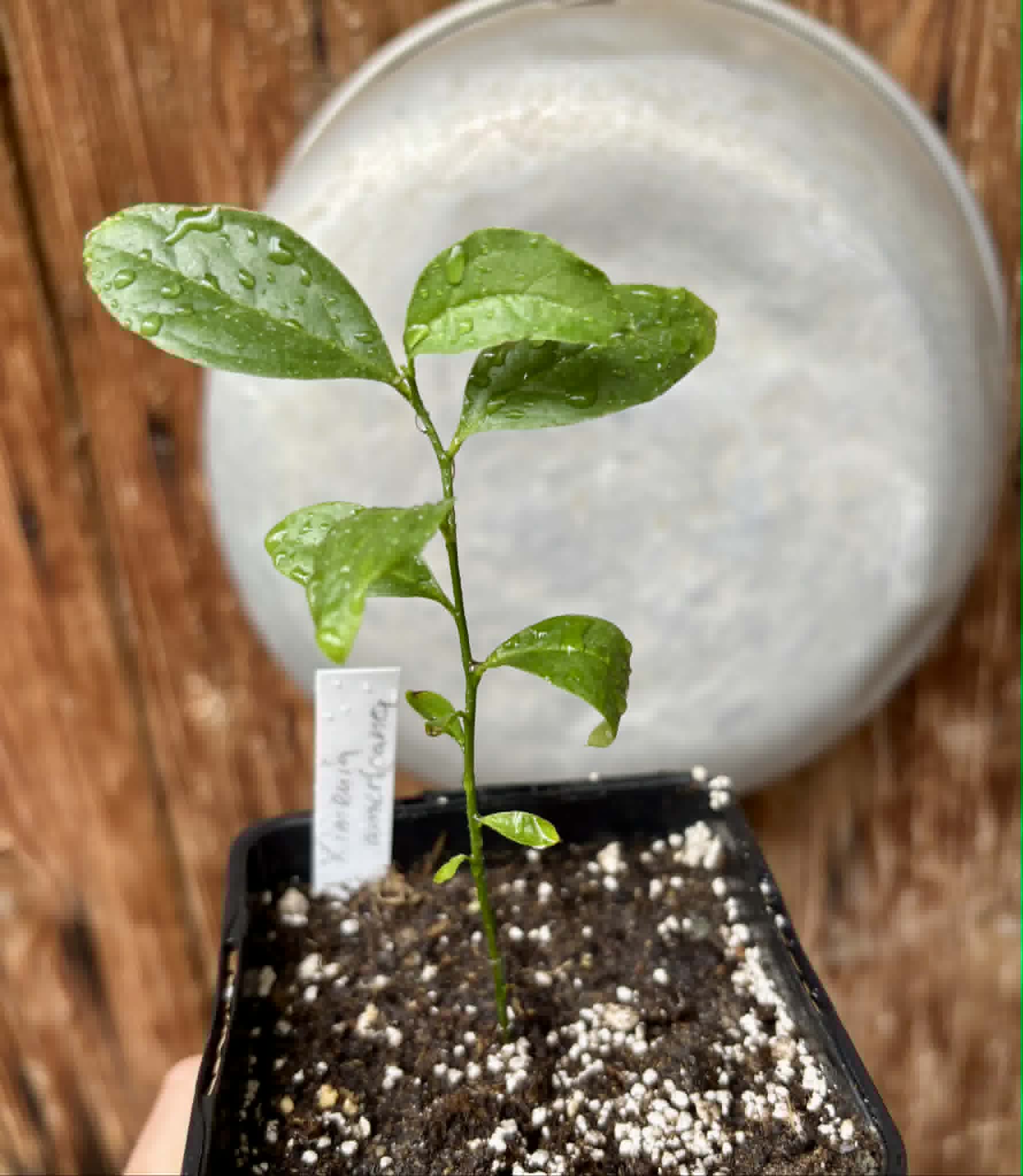 Ximenia americana - Ameixa da Caatinga - 1 potted seedling / 1 getopfter Sämling