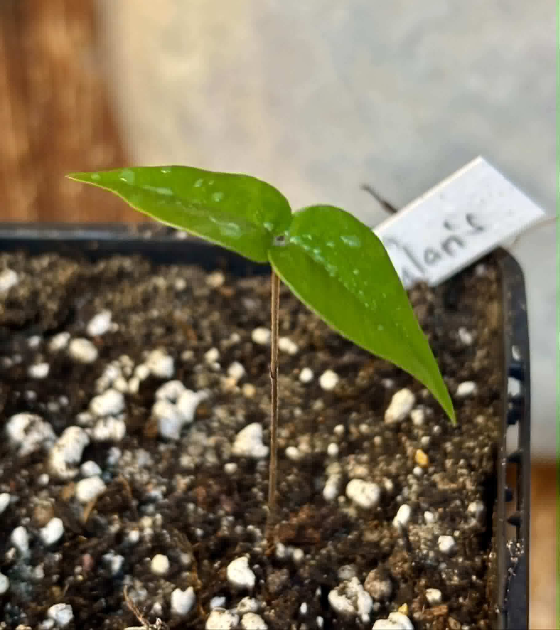 Yellow Guaburiti (Plinia rivularis var. flava) - 1 potted seedling / 1 getopfter Sämling