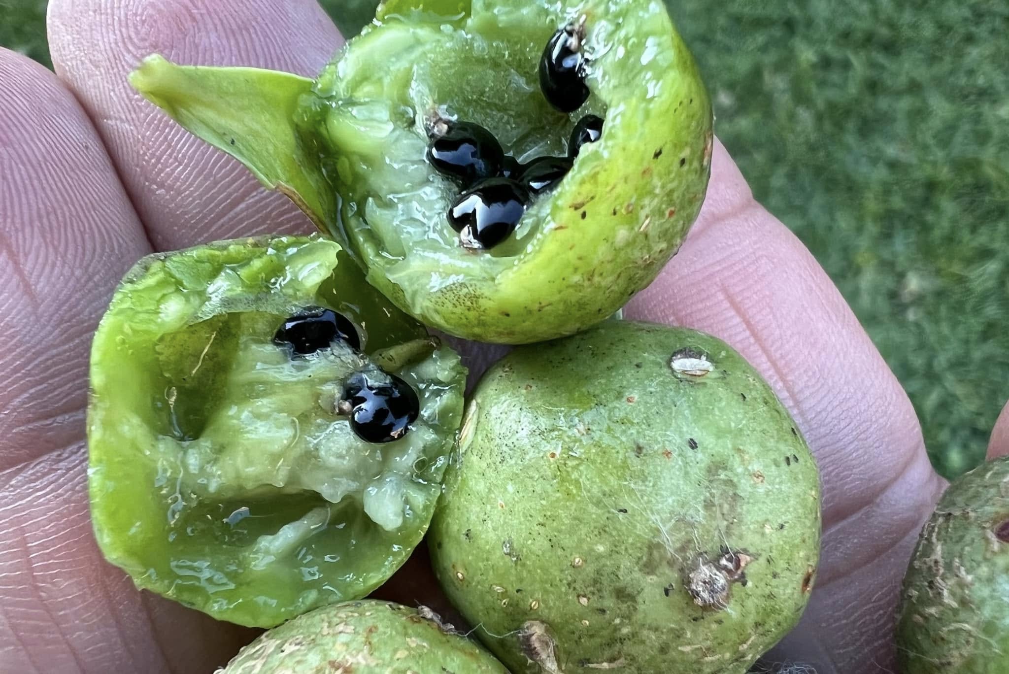 Guamacho (Pereskia guamacho) - Leuenbergeria guamacho - 1 fresh seed / 1 frischer Samen