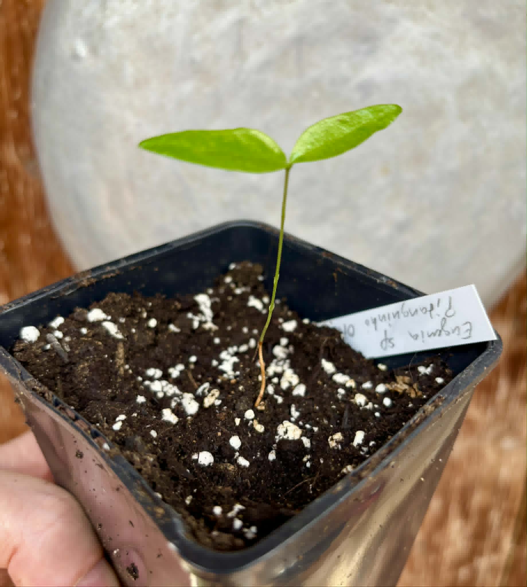 Eugenia sp Pitanguinha Orange - 1 potted seedling / 1 getopfter Sämling