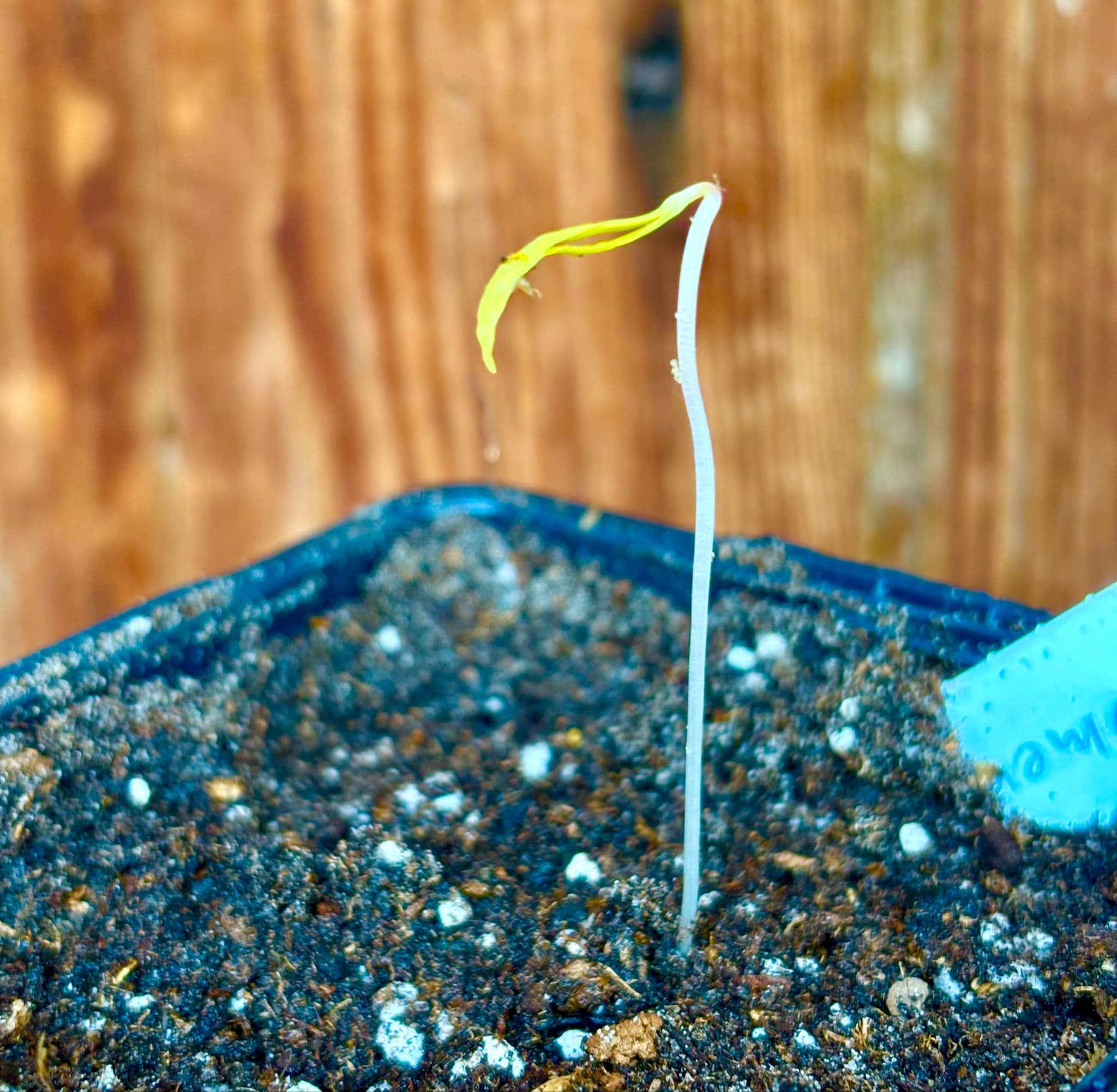 Araticunzinho (Annona tomentosa) - 1 fresh potted seedling / 1 frisch getopfter Sämling Araticunzinho (Annona tomentosa) - 1 fresh potted seedling / 1 frisch getopfter Sämling