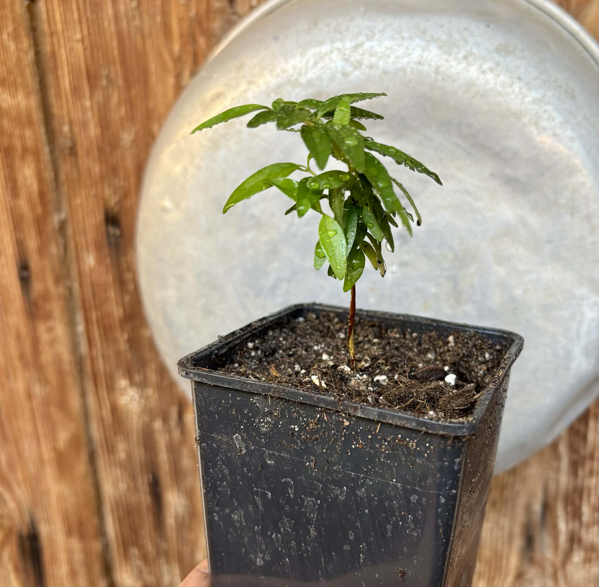 Myrciaria tenella laranja  - 1 potted plant / 1 getopfte Pflanze