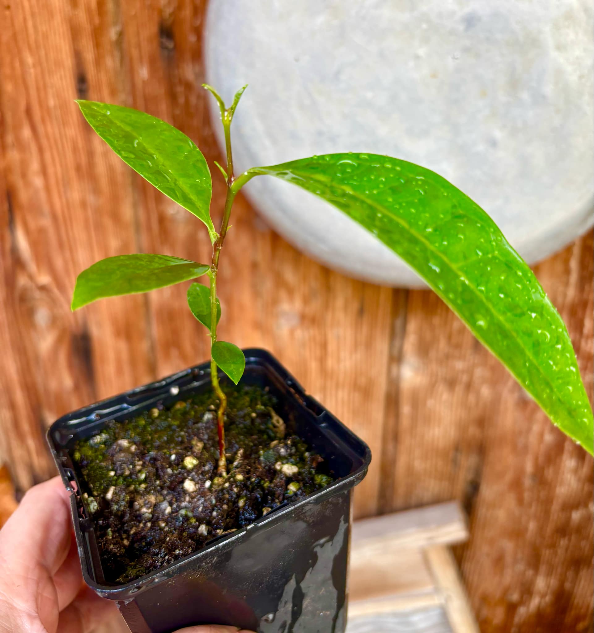 Syzygium sp Khao Luang - 1 potted plant / 1 getopfte Pflanze Syzygium sp Khao Luang - 1 potted plant / 1 getopfte Pflanze