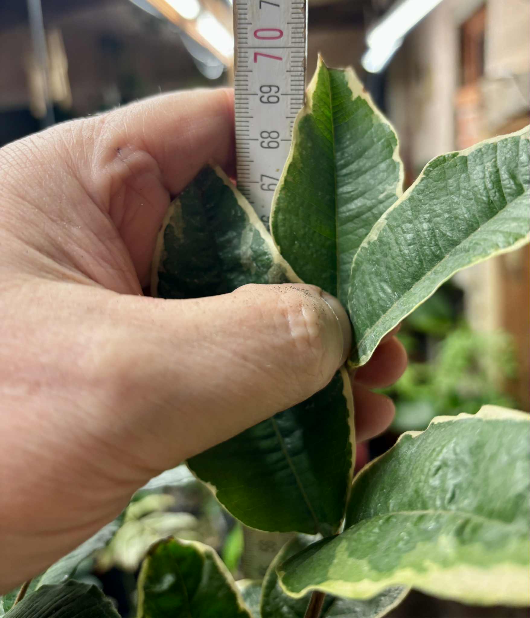 variegated Jaboticaba "Acu Paulista" grafted -   1 potted plant / 1 getopfte Pflanze