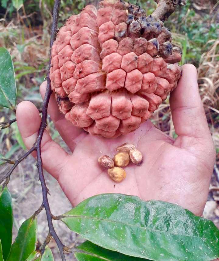 Duguetia marcgraviana  - 1 fresh seed / 1 frischer Samen