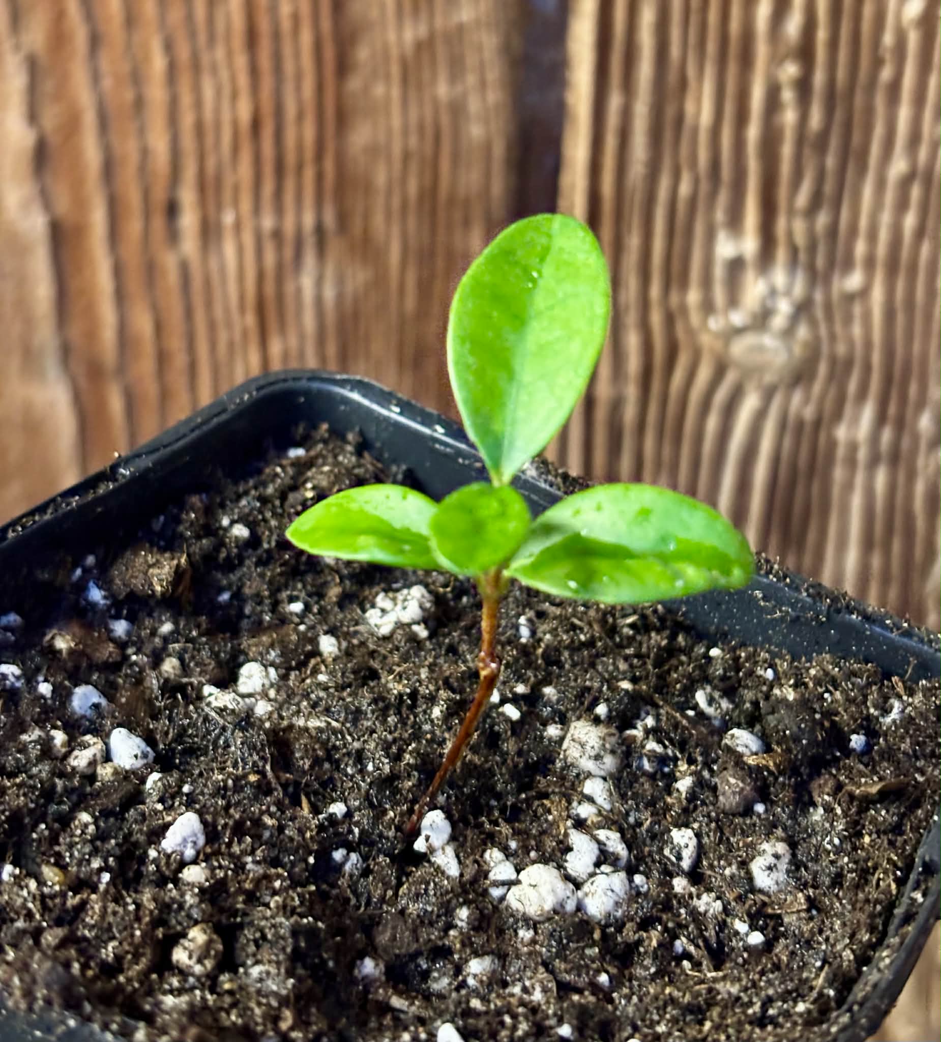 Eugenia reinwardtiana - Cedarbay Cherry -  1 potted seedling / 1 getopfter Sämling