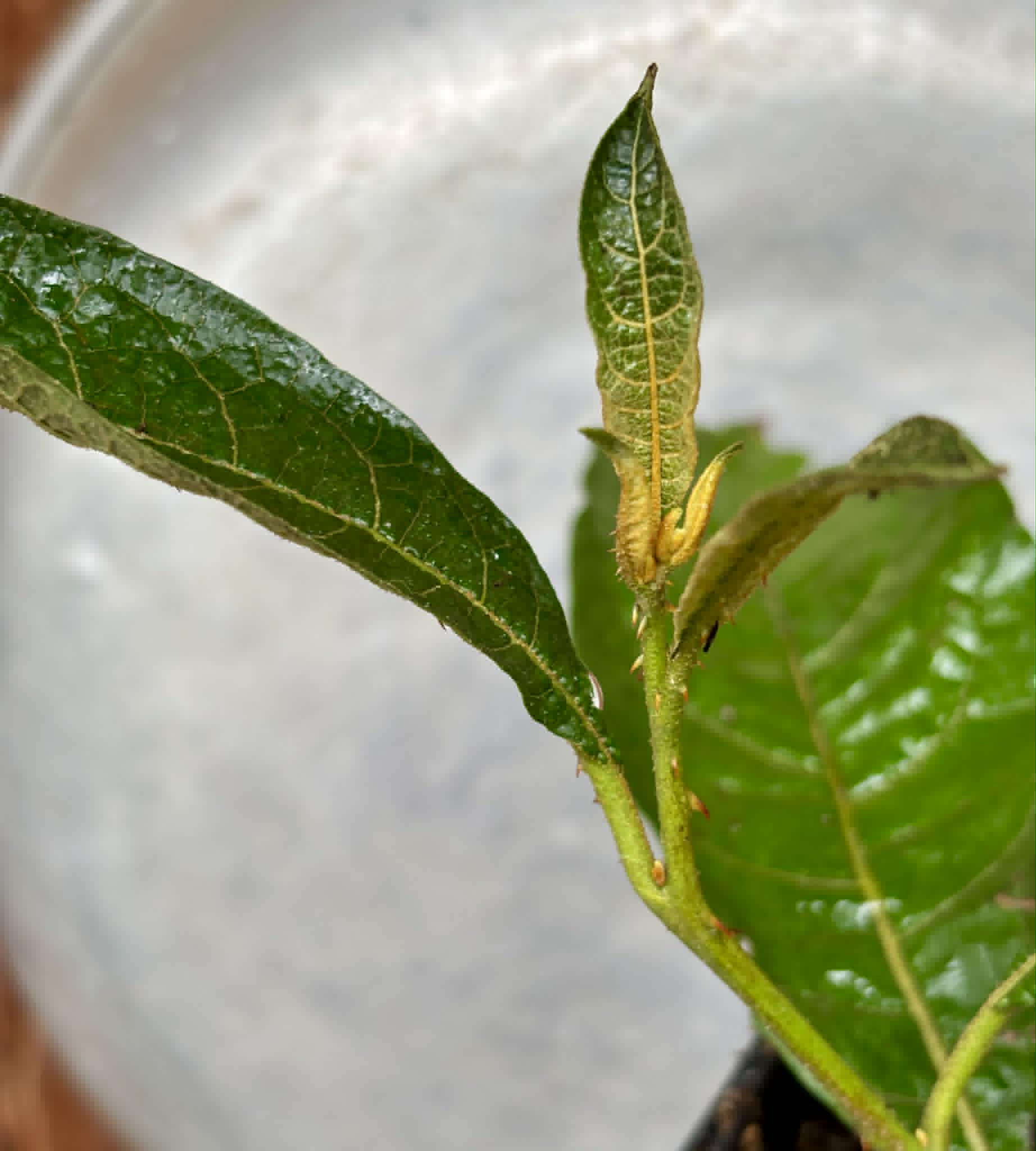 rooted cutting from adult plant - Juá do Jequitinhonha (Solanum schizandrum) - 1 potted plant / 1 getopfte Pflanze