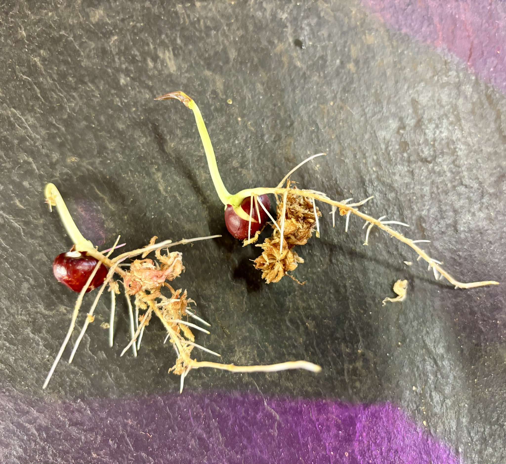 Bambara Groundnut (Vigna subterranea) - 1 germinated seed / 1 gekeimter Samen Bambara Groundnut (Vigna subterranea) - 1 germinated seed / 1 gekeimter Samen
