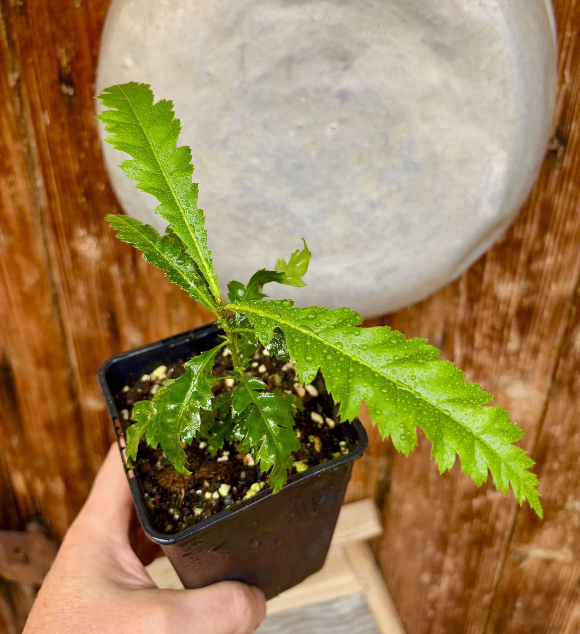 Yangmei - Myrica rubra - 1 potted plant / 1 getopfte Pflanze Yangmei - Myrica rubra - 1 potted plant / 1 getopfte Pflanze