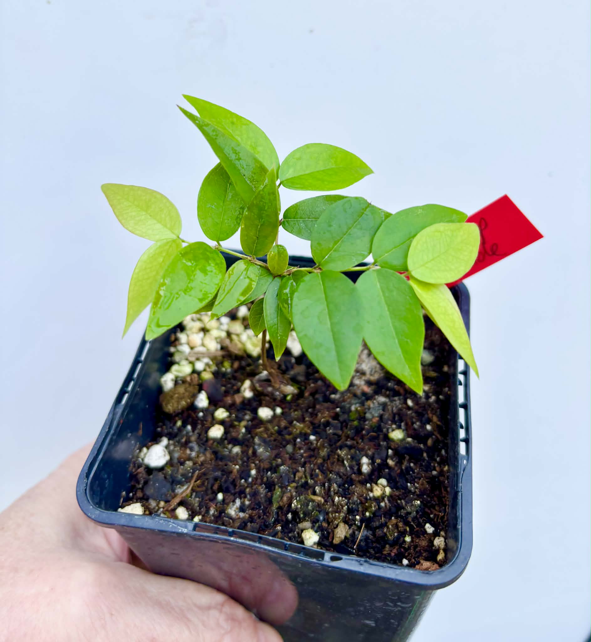 Plinia sp. do Frade - 1 potted seedling / 1 getopfter Sämling