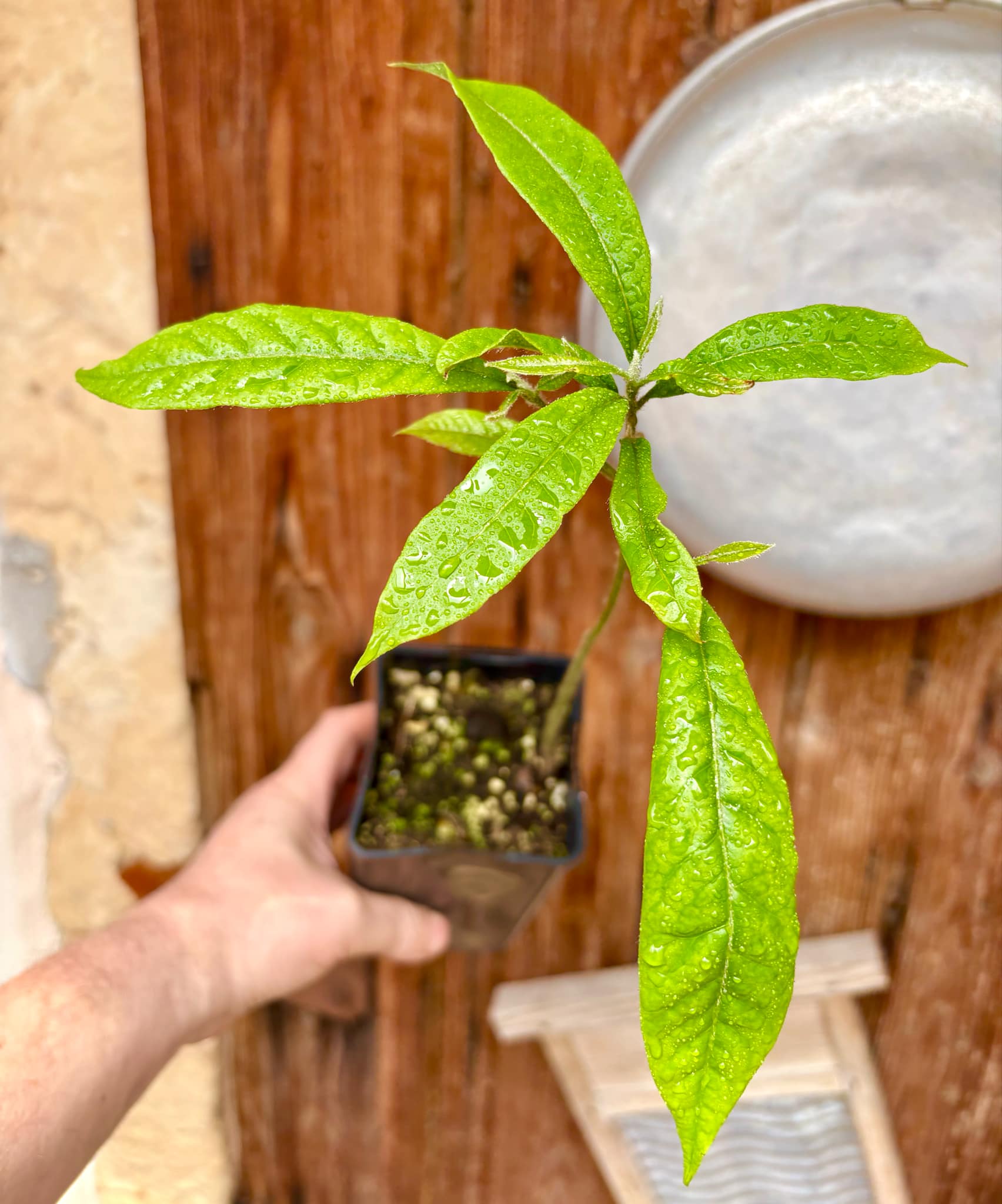 Brasilian Abiu (Pouteria caimito) - 1 potted seedling / 1 getopfter Sämling
