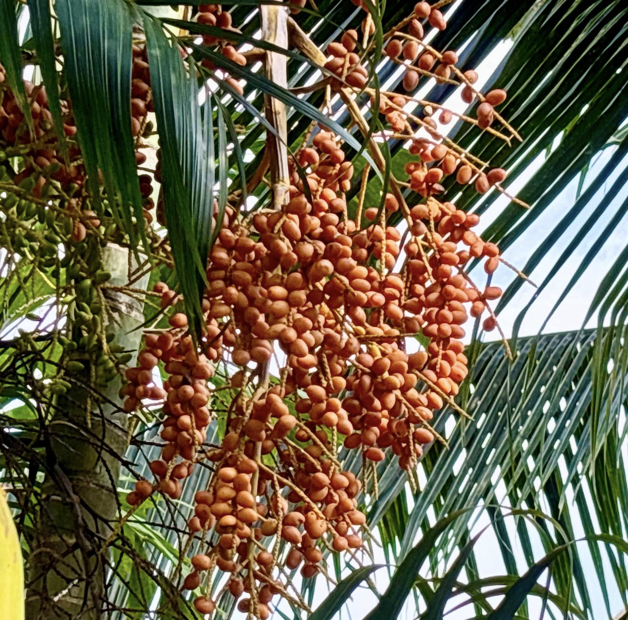 Palm Syagrus romanzoffiana -  1 potted plant / 1 getopfte Pflanze