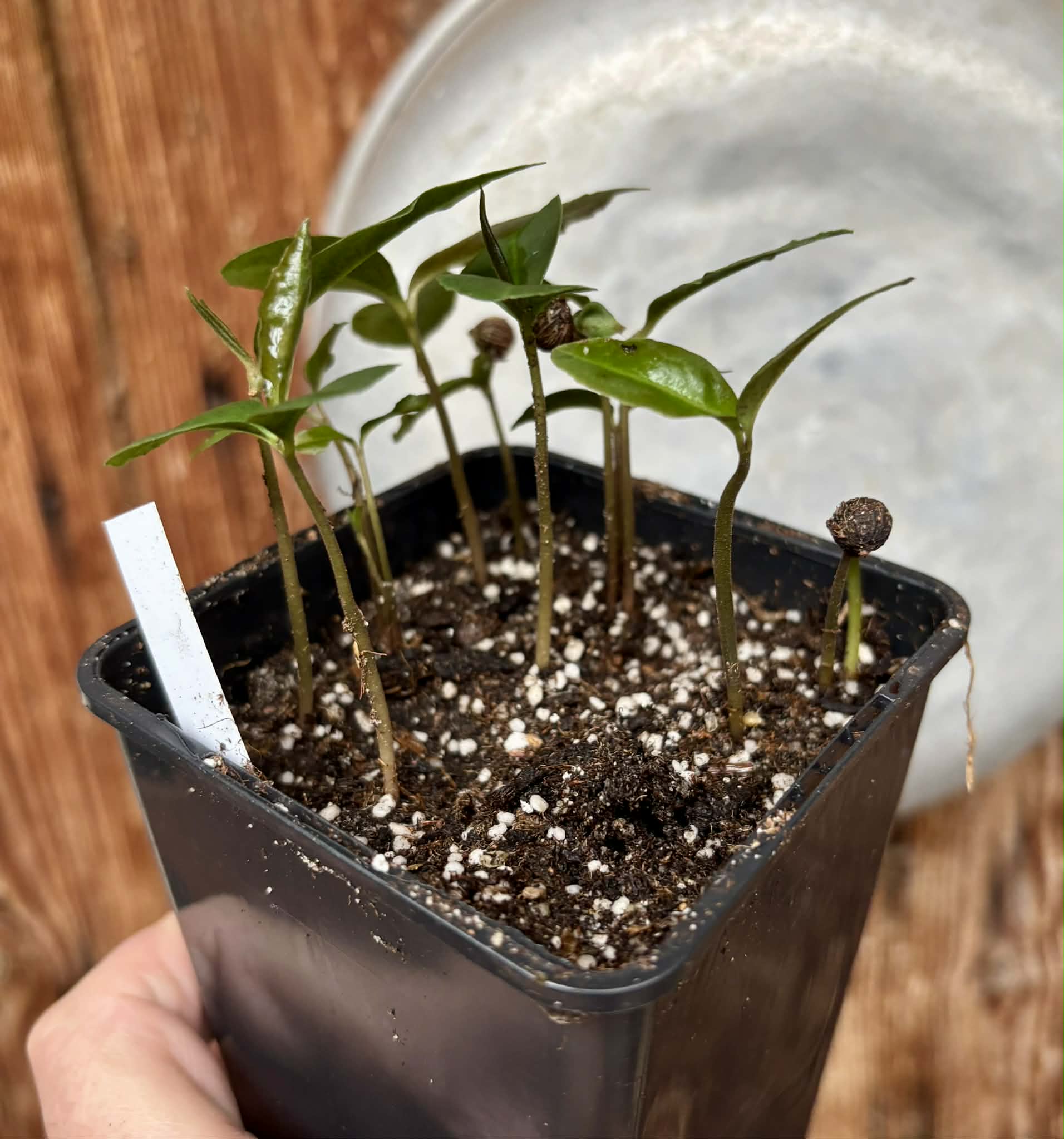 10 in 1 pot - Stylogyne longifolia - 10 seedlings in one pot / 10 Sämlinge in einem Topf