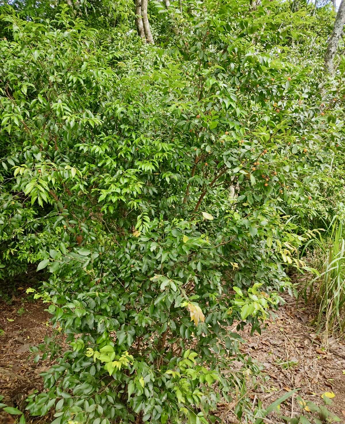 Myrciaria cuspidata var. Bahia - 1 fresh seed / 1 frischer Samen