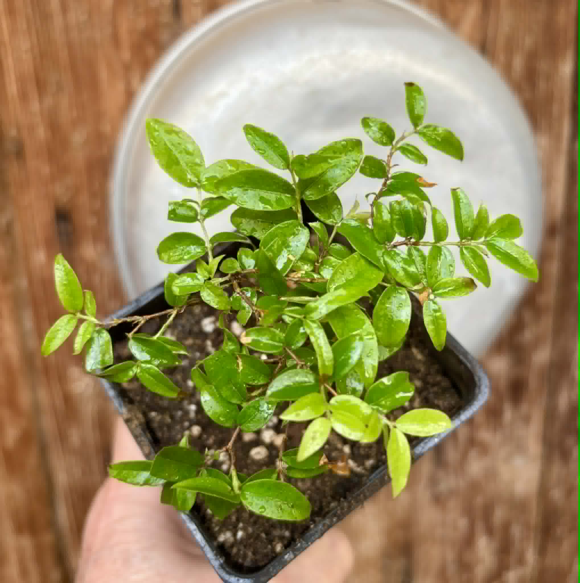 2 in 1 pot - Jaboticaba - Plinia sp Canelinha Polpa rosea - 2 seedlings in one pot / 2 Sämlinge in einem Topf