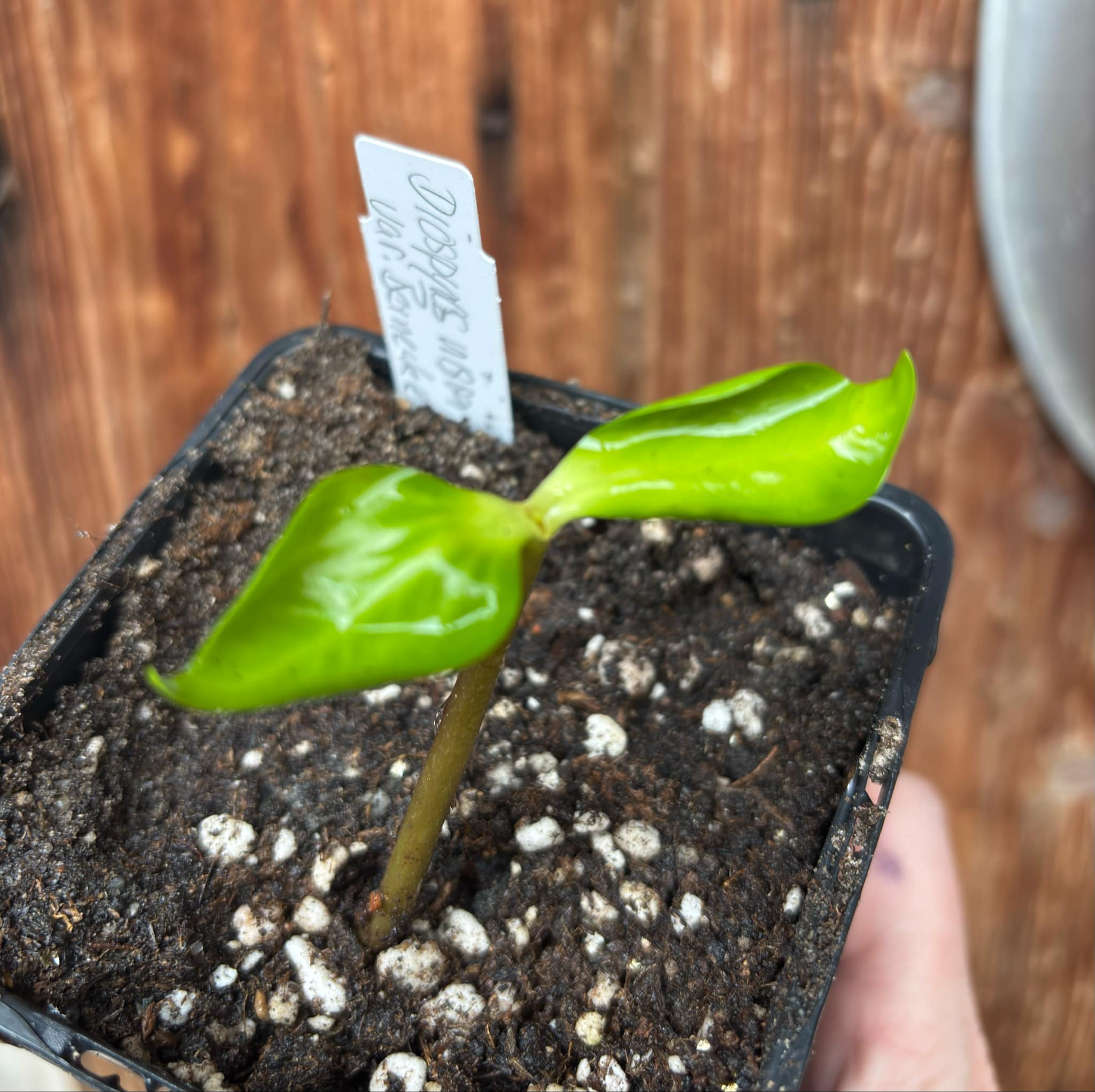 Diospyros nigra - Black Sapote var. Bernecker - 1 potted seedling / 1 getopfter Sämling