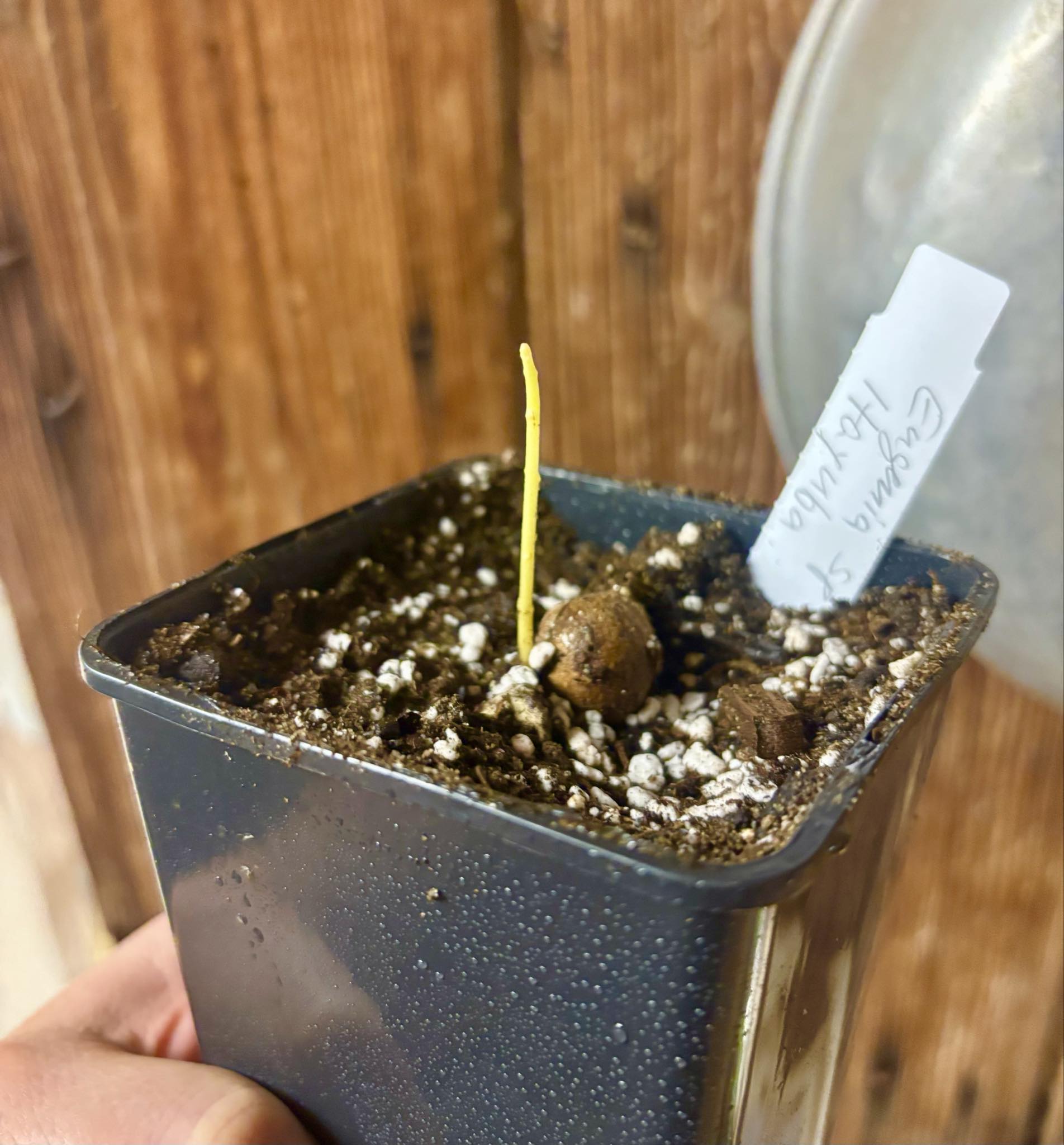 Eugenia sp Itayuba - 1 potted seedling / 1 getopfter Sämling