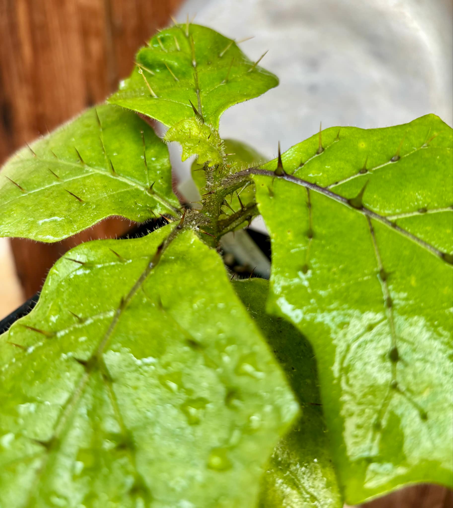 Solanum sp Verde Bahia - 1 potted plant / 1 getopfte Pflanze