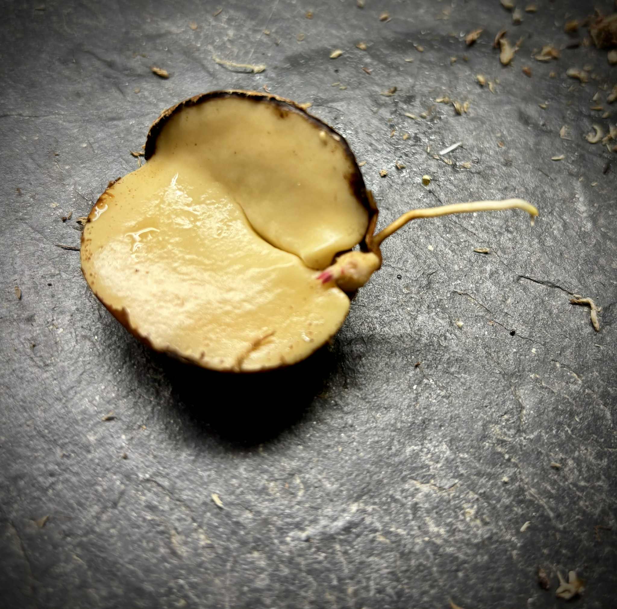 Plinia sp Sedutora -  1 germinated seed / 1 gekeimter Samen