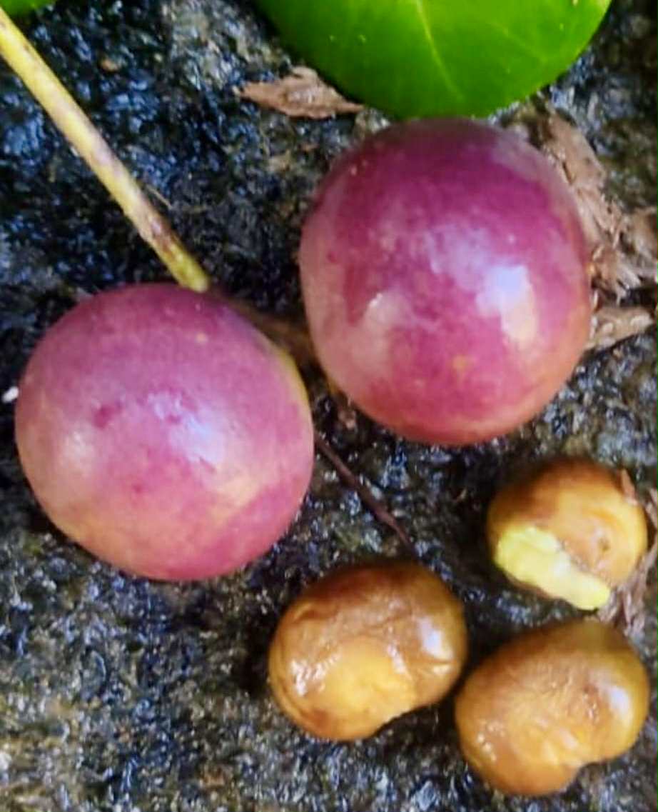 Myrcia sp ultra big - 1 fresh seed / 1 frischer Samen Myrcia sp ultra big - 1 fresh seed / 1 frischer Samen
