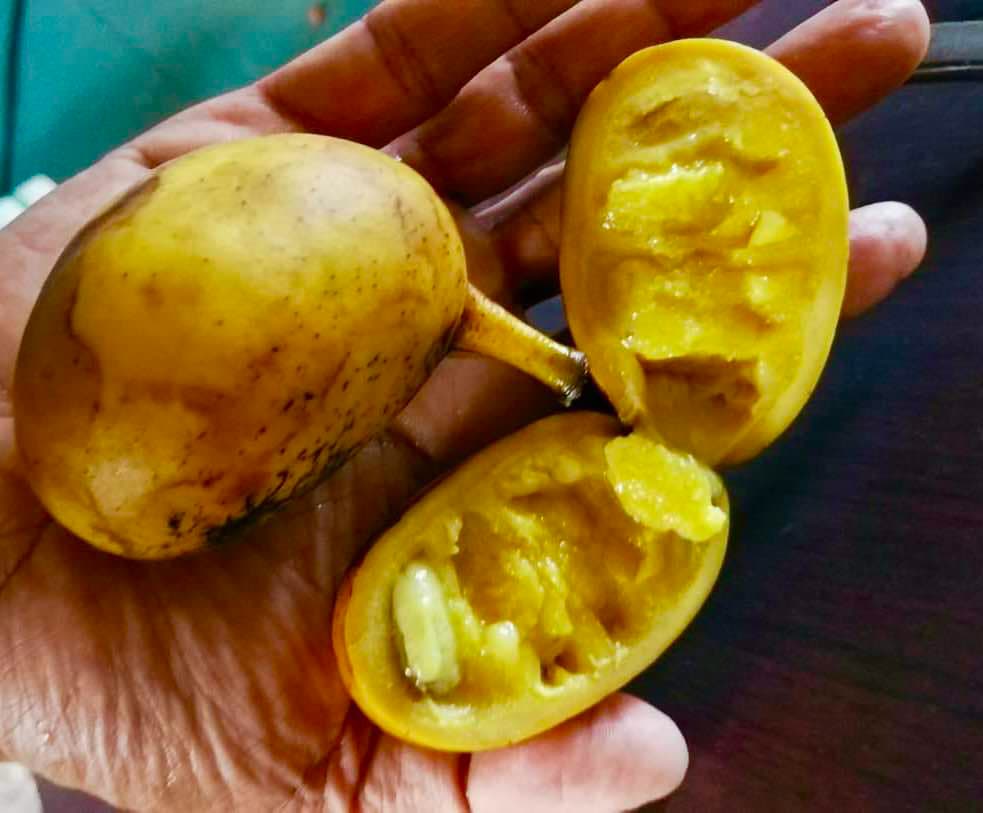 Malaysian Pawpaw - Alphonsea elliptica  - 1 potted plant / 1 getopfte Pflanze