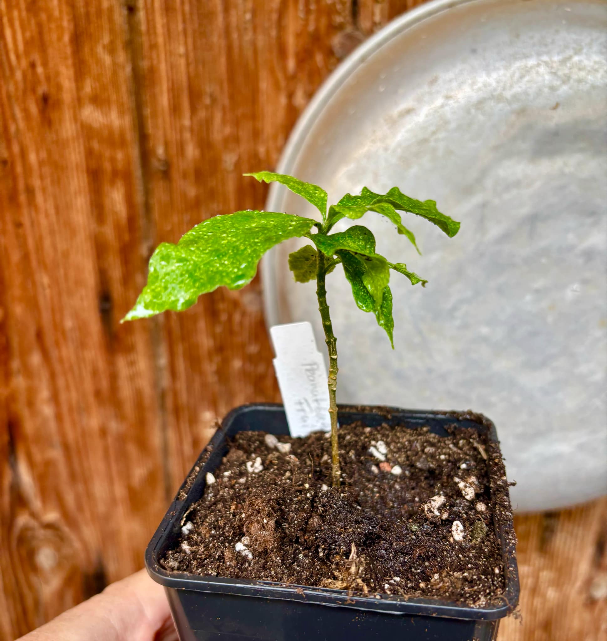 Peanutbutter Fruit (Bunchosia glandulifera) - 1 potted plant / 1 getopfte Pflanze