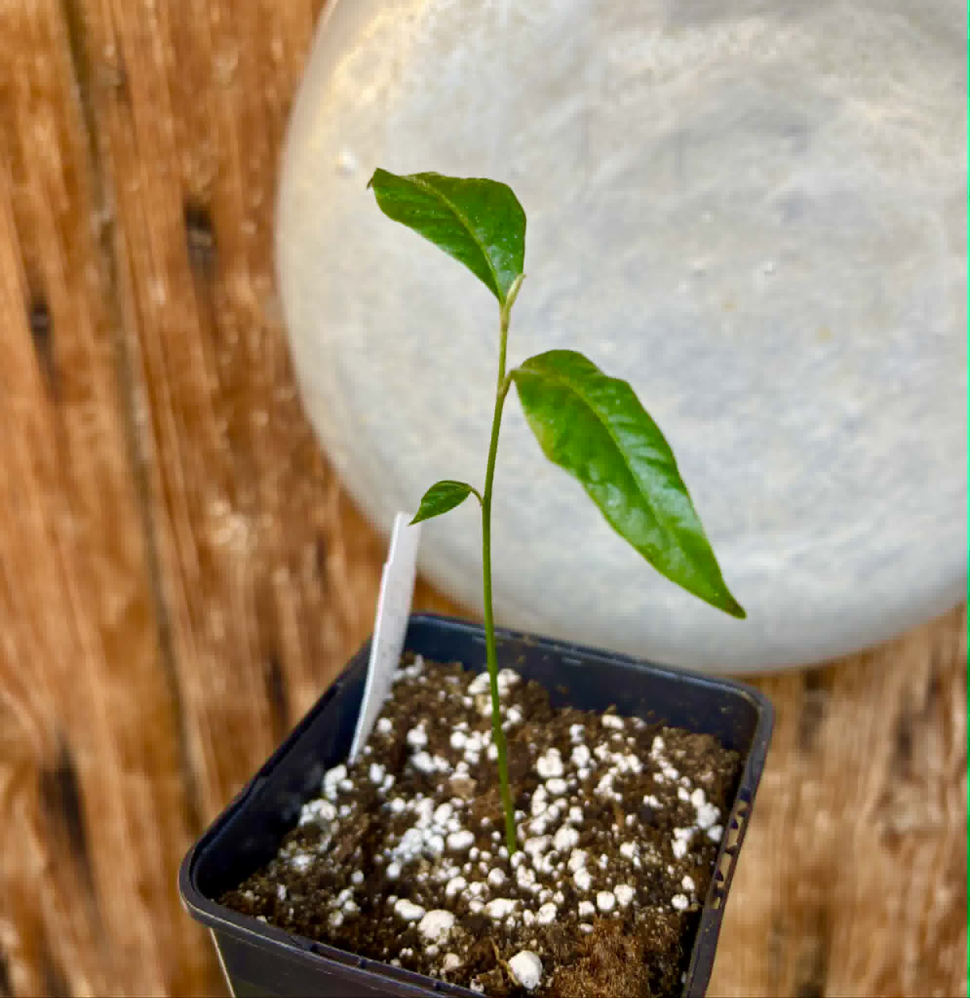 Goiapeba - Chrysophyllum sp Sao Joao - 1 potted seedling / 1 getopfter Sämling