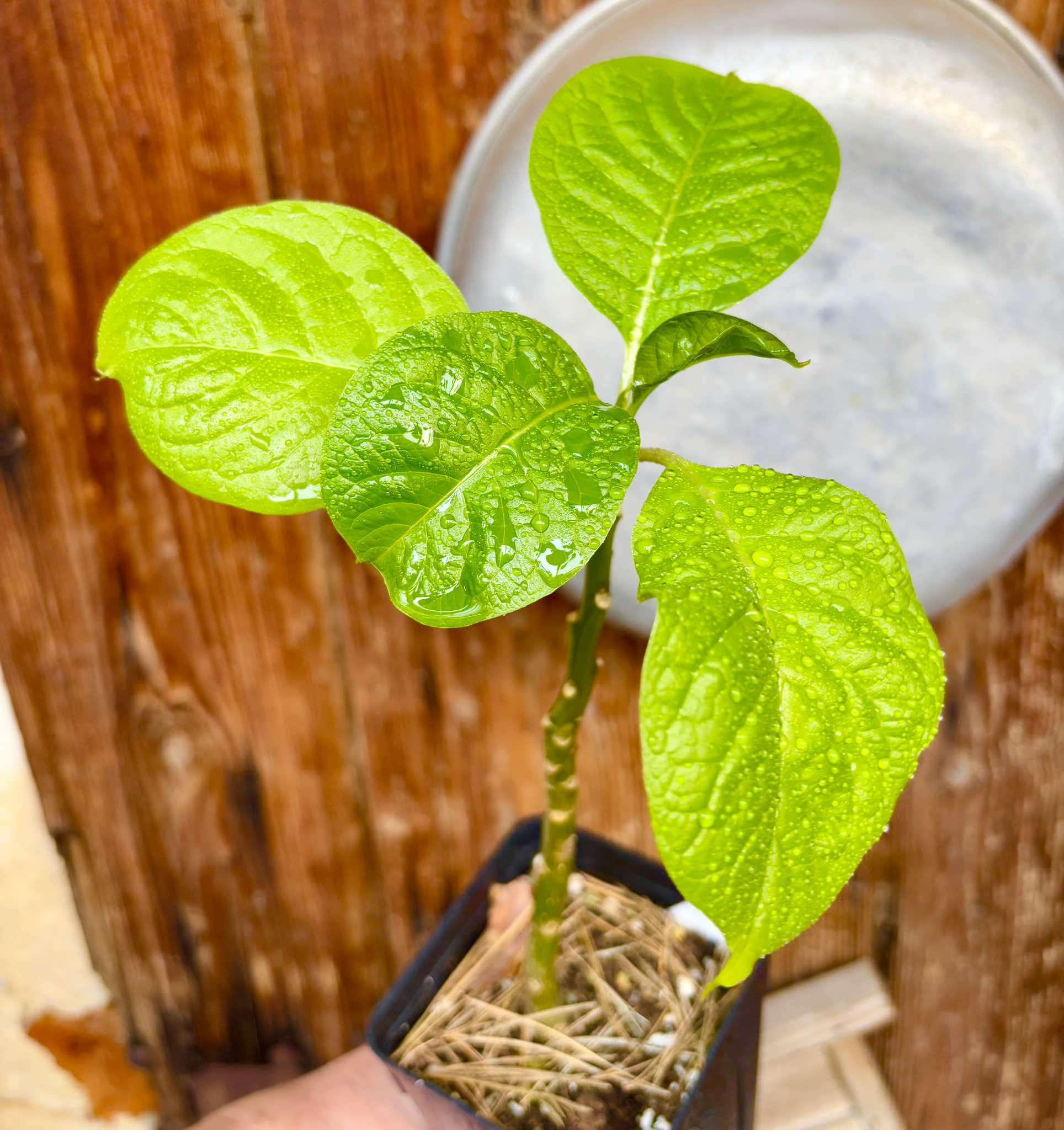 Ombu - Phytolacca dioica - 1 potted seedling / 1 getopfter Sämling