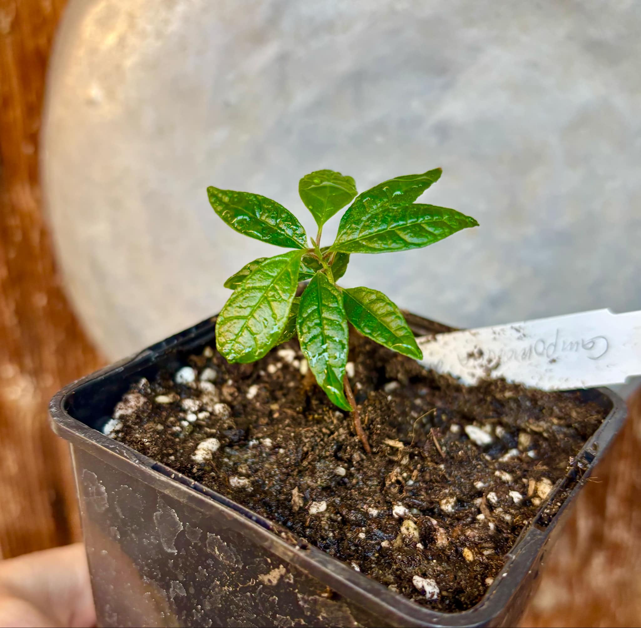Campomanesia dichotoma - 1 small potted plant / 1 kleine getopfte Pflanze