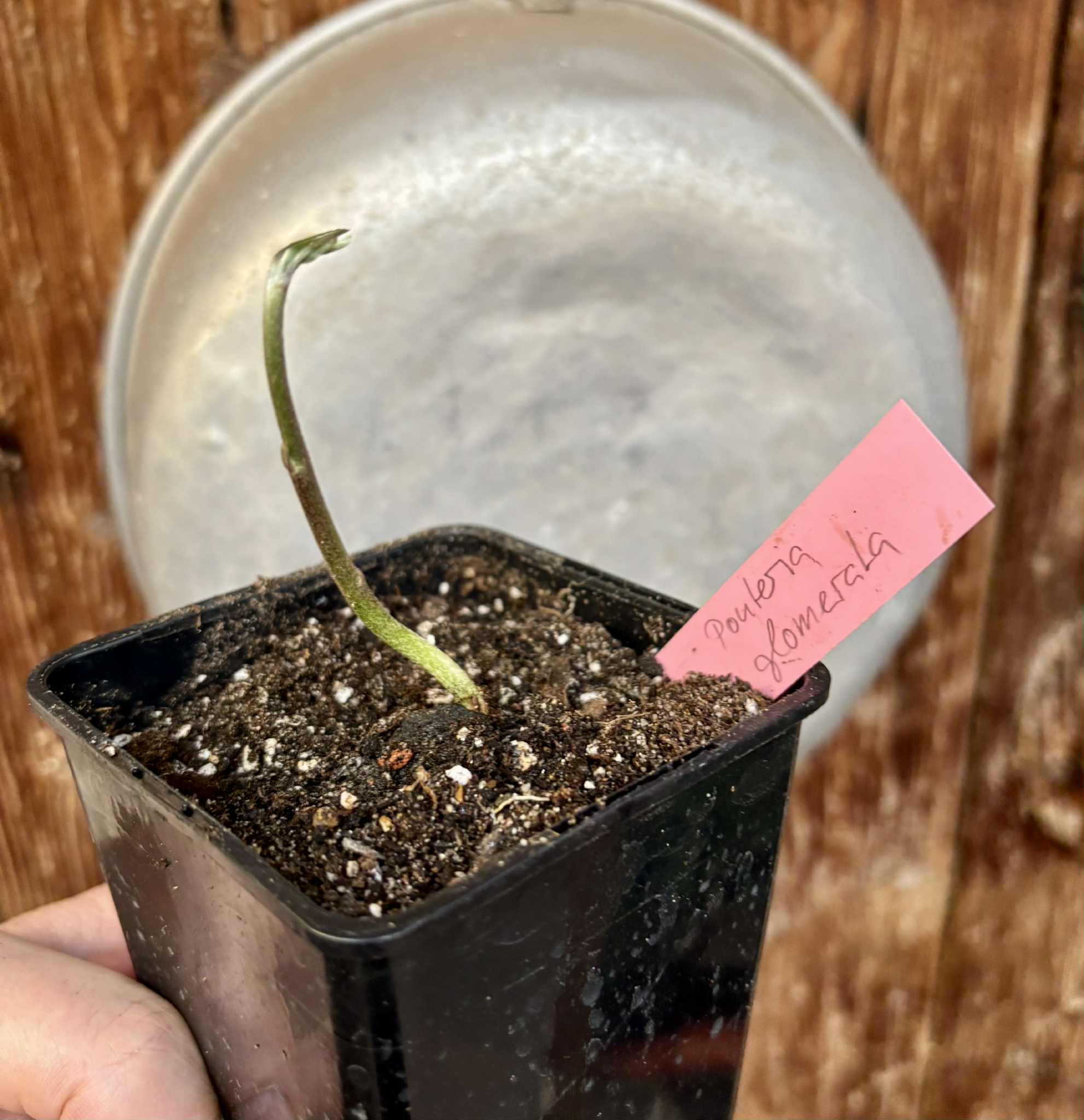 Pouteria glomerata - 1 potted seedling / 1 getopfter Sämling