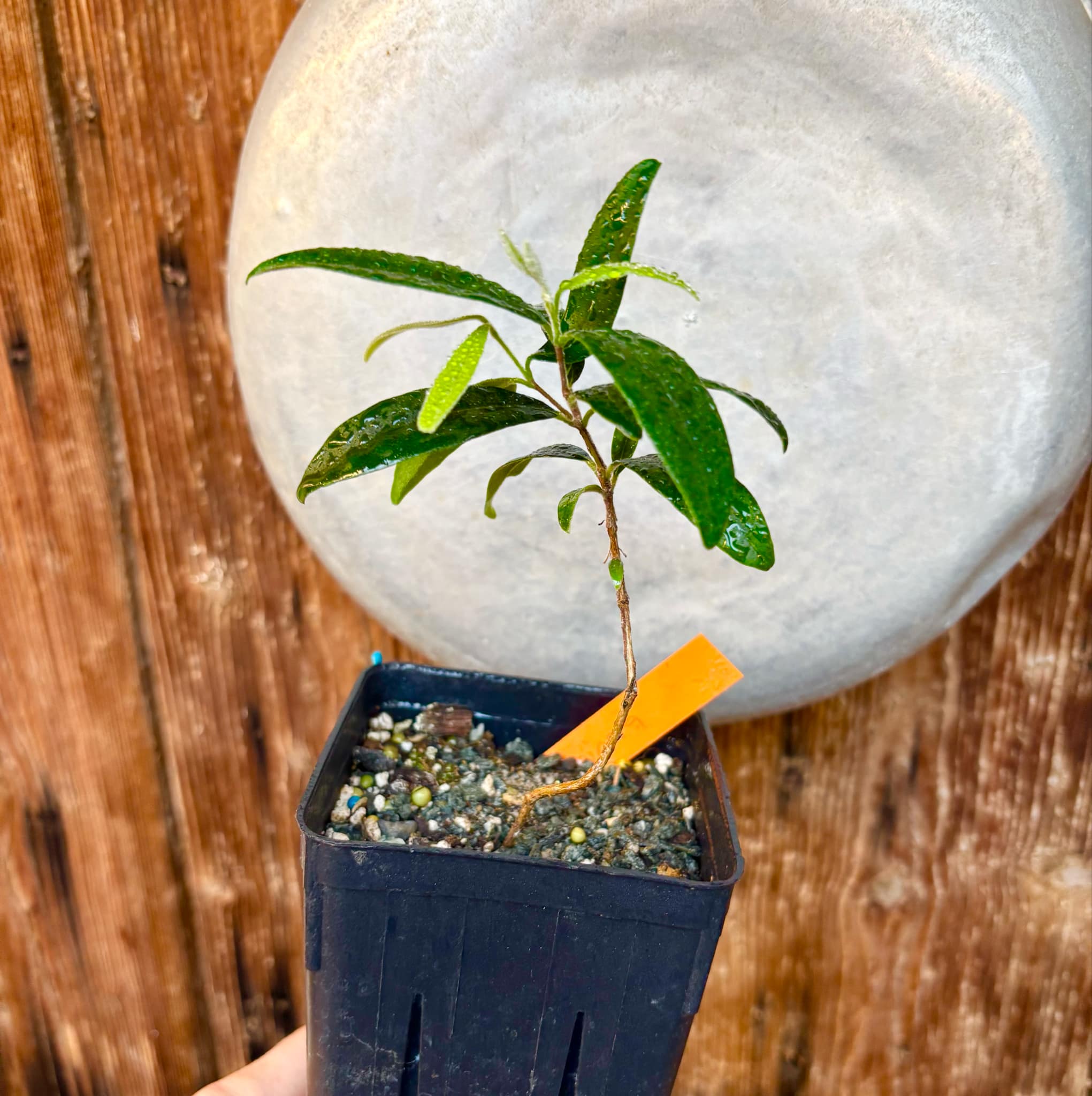 Eugenia caipora BIG - 1 potted plant / 1 getopfte Pflanze Eugenia caipora BIG - 1 potted plant / 1 getopfte Pflanze