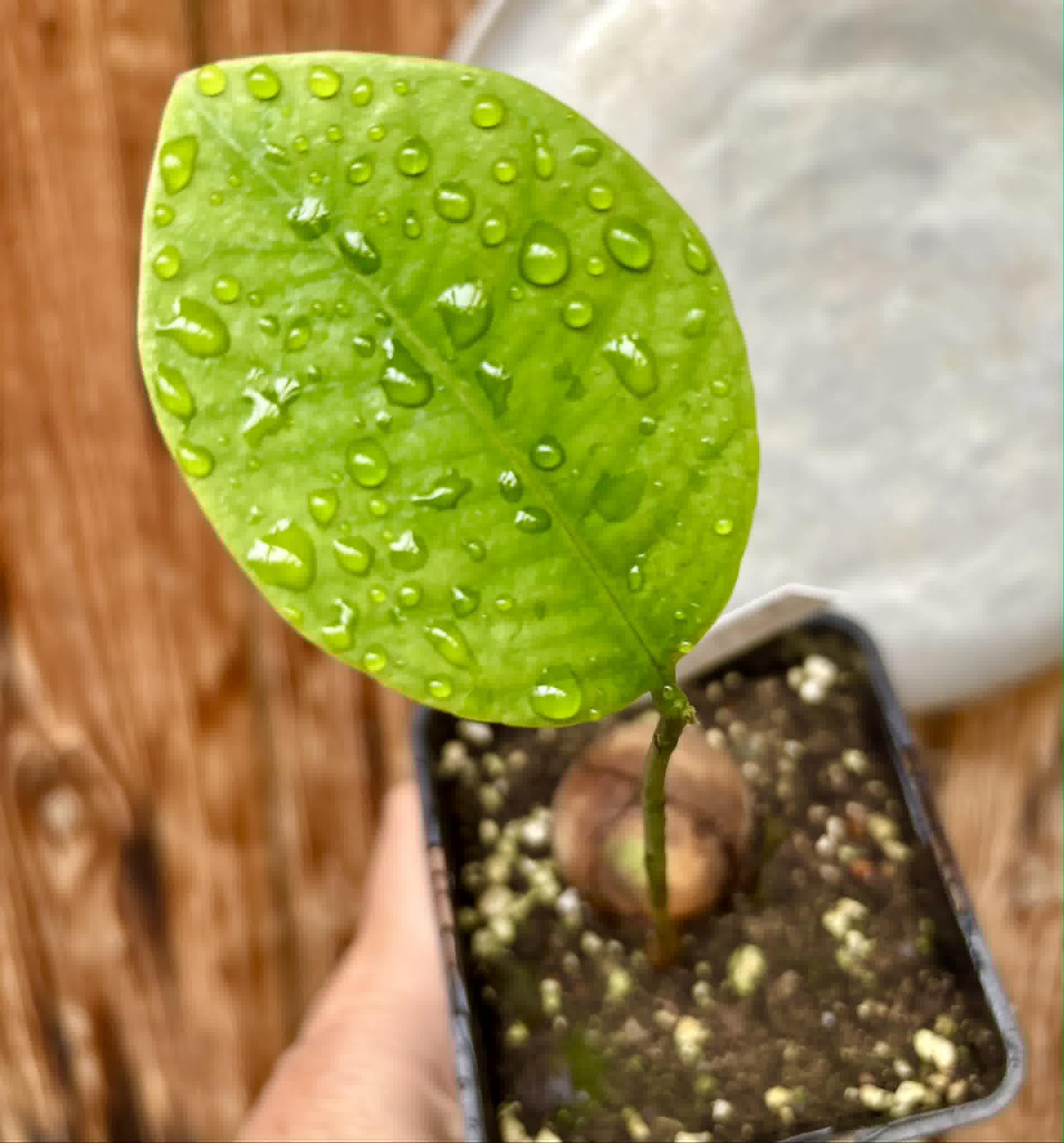 Eugenia sp Laranja Camamu - 1 potted seedling / 1 getopfter Sämling