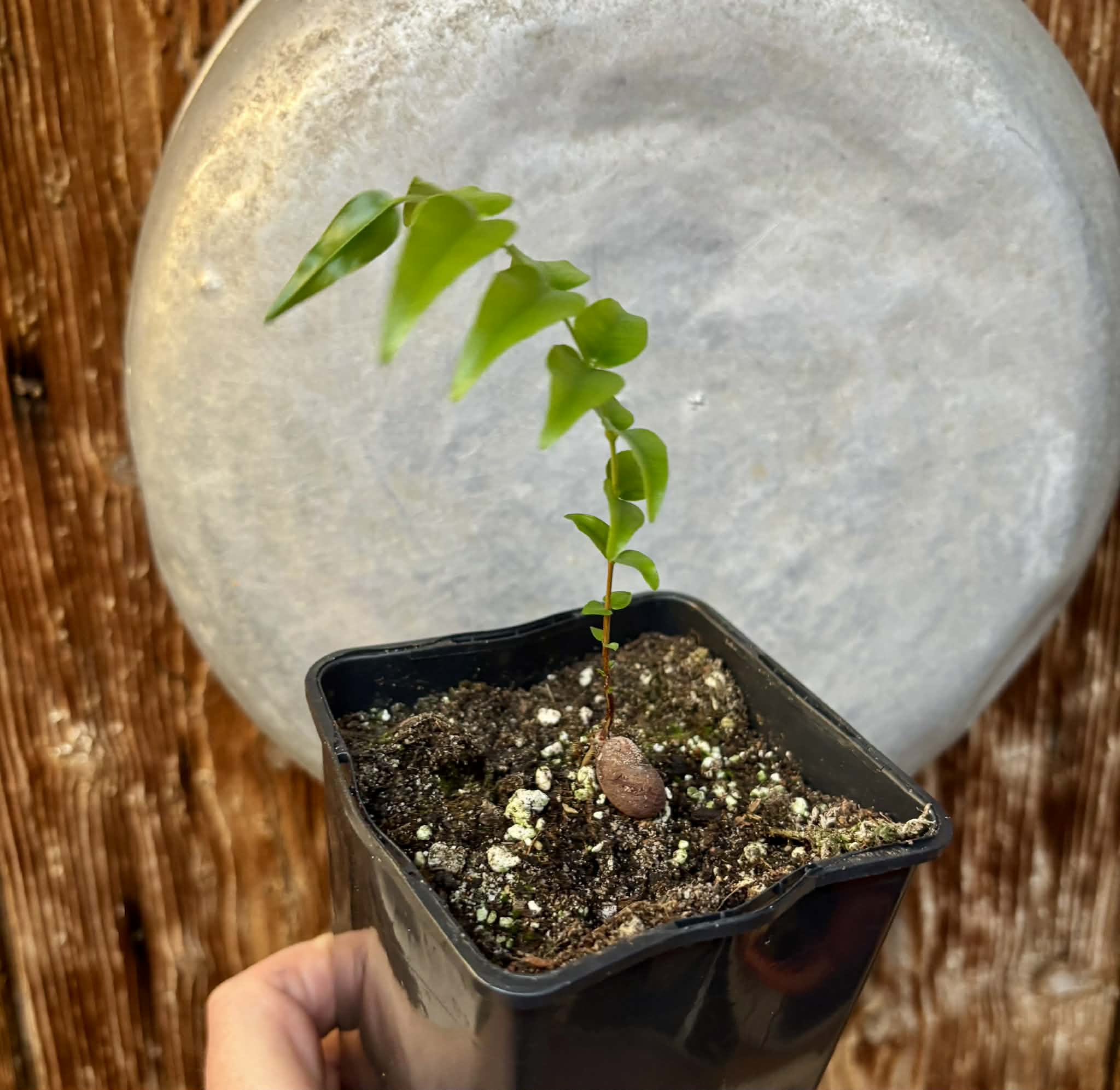 Myrciaria sp Pyrangi -  1 potted plant / 1 getopfte Pflanze