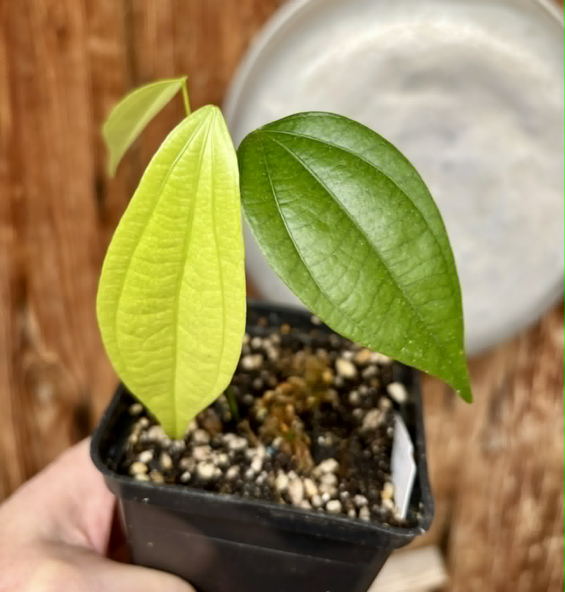 Pitombinha da Amazonia (Abuta grandifolia) - 1 potted seedling / 1 getopfter Sämling
